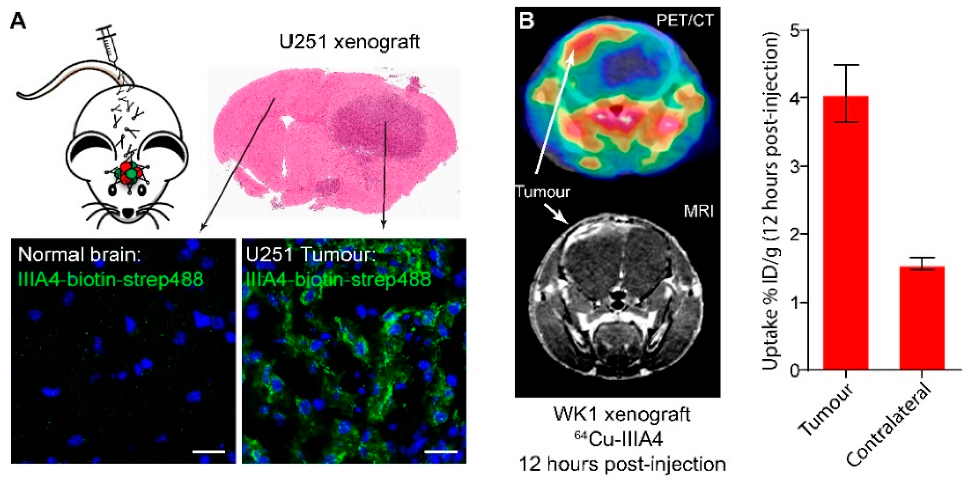 Cancers 10 00519 g003
