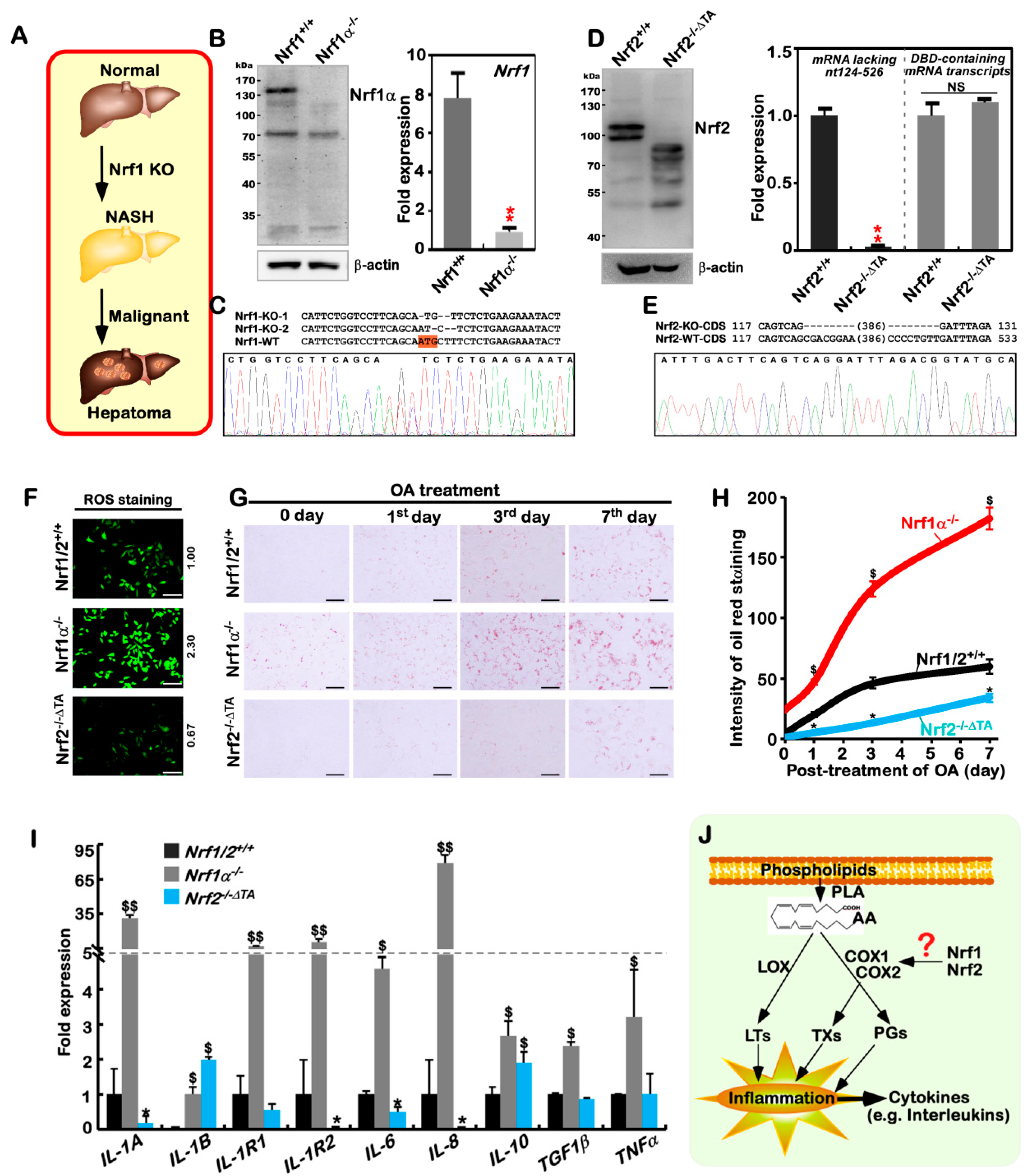 Cancers 10 00520 g001