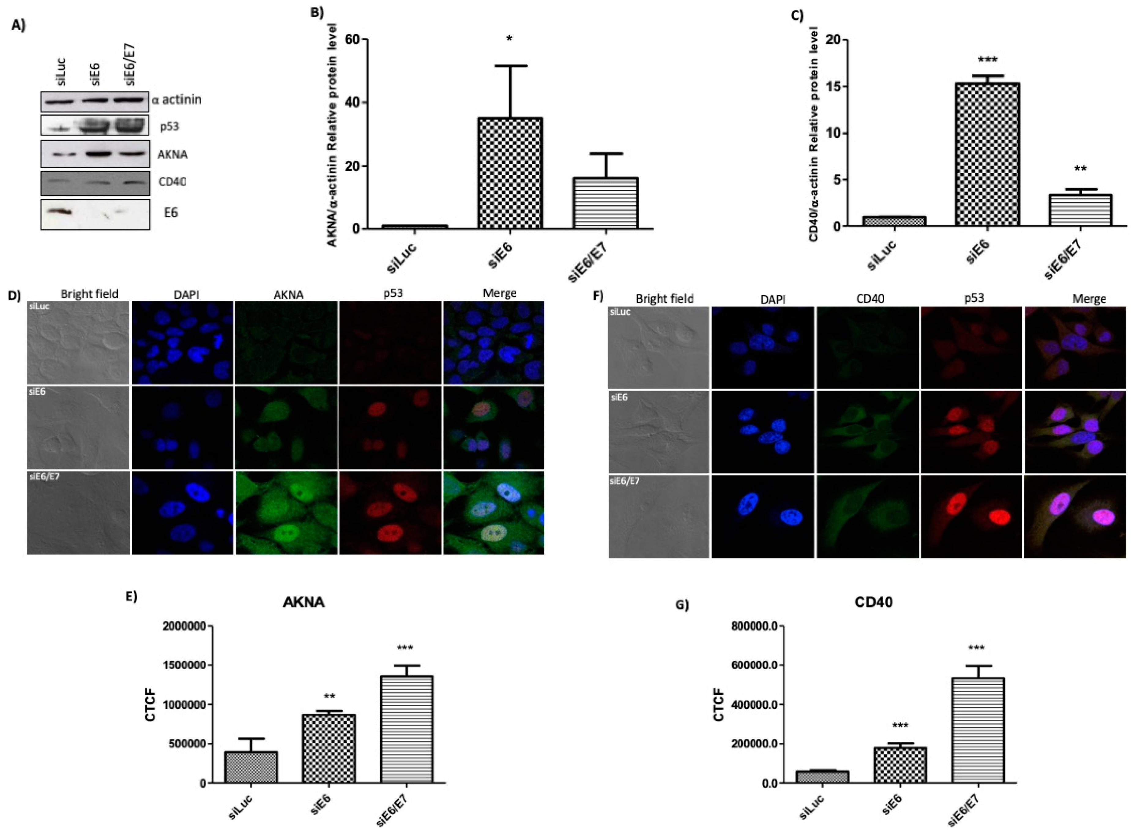 Cancers 10 00521 g005