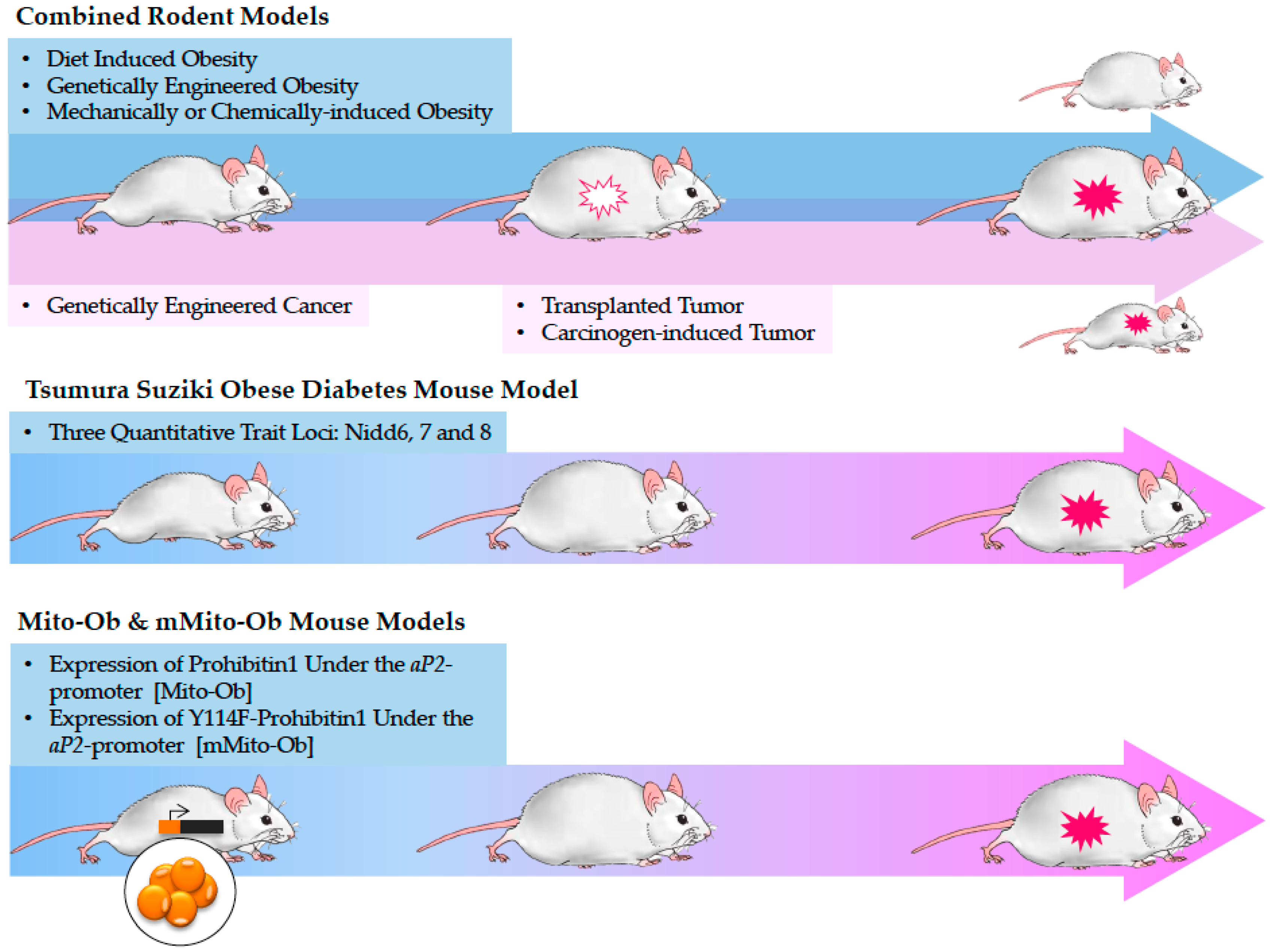 Diabetes Mouse Models