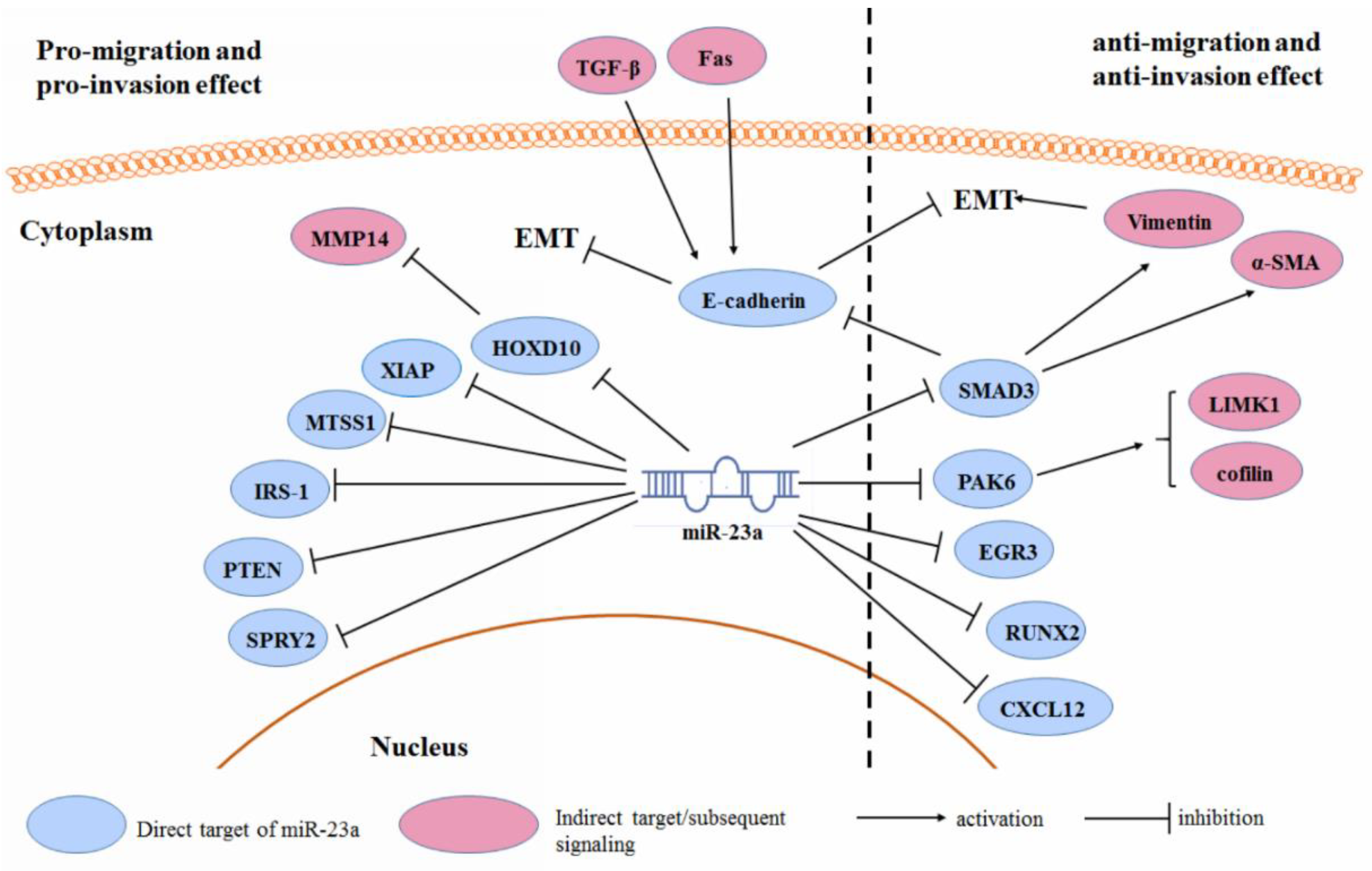 Cancers | Free Full-Text | microRNA-23a in Human Cancer: Its Roles 
