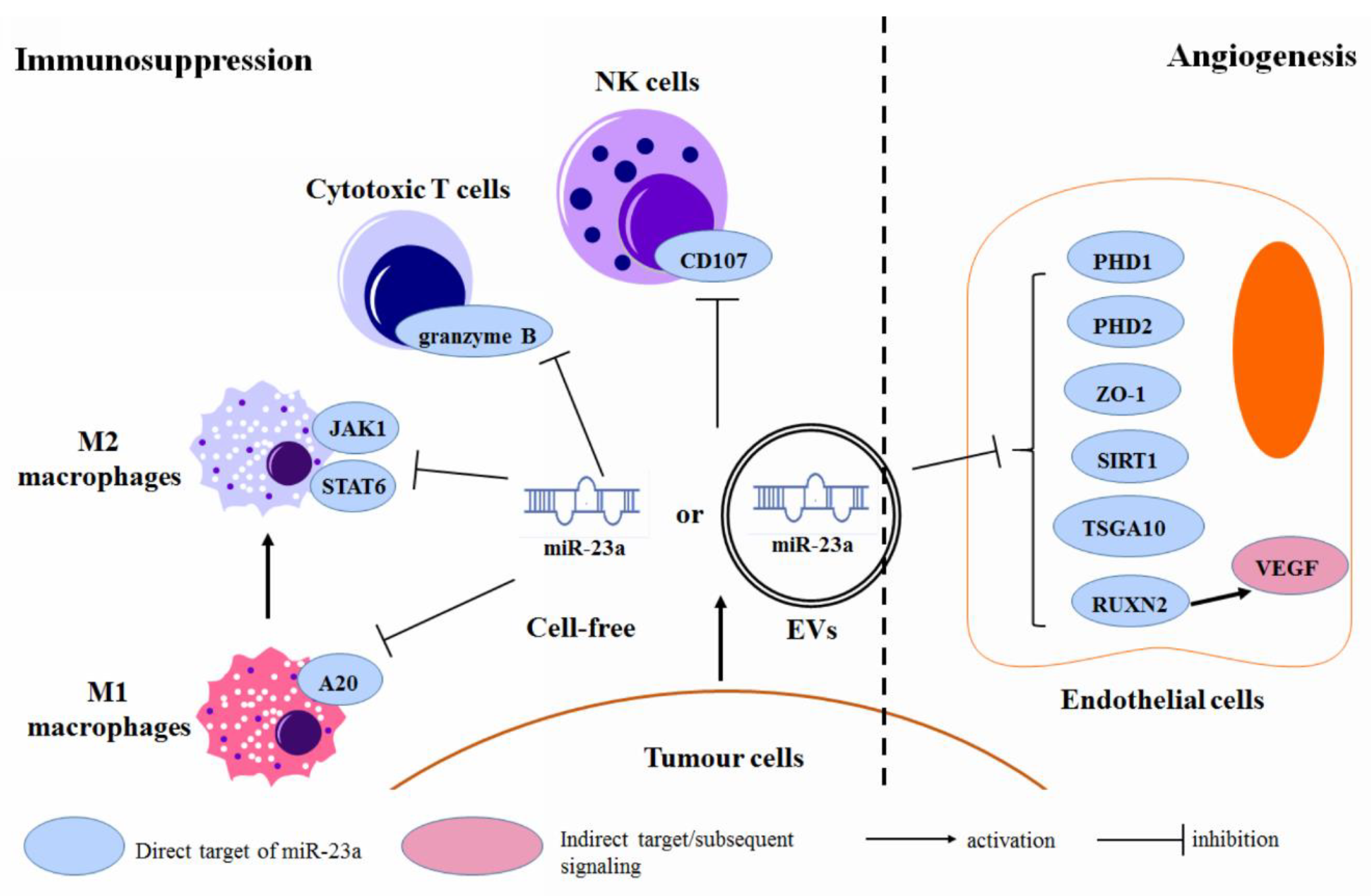 Cancers | Free Full-Text | microRNA-23a in Human Cancer: Its Roles 