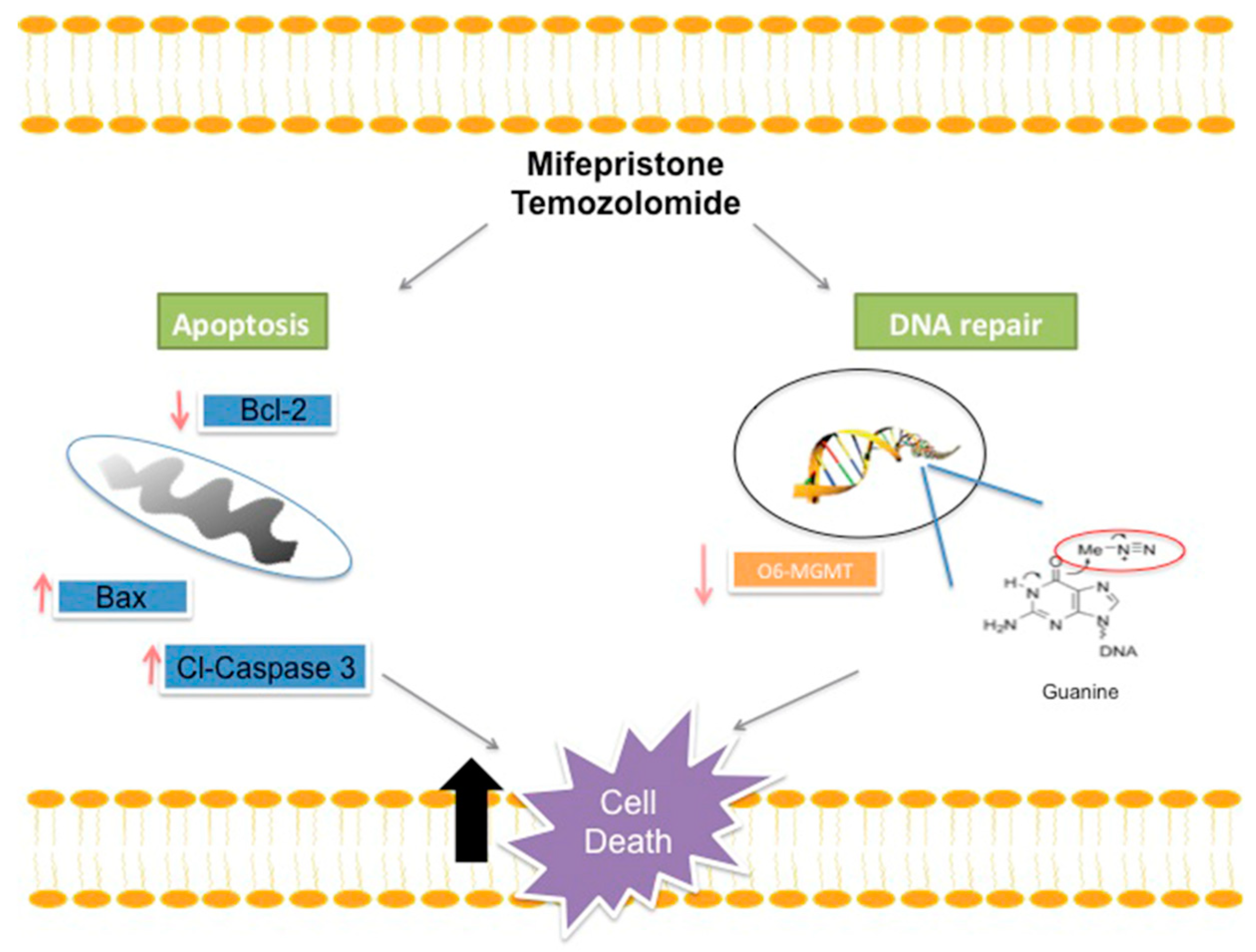Cancers 11 00016 g006 Cancers 11 00016 g006