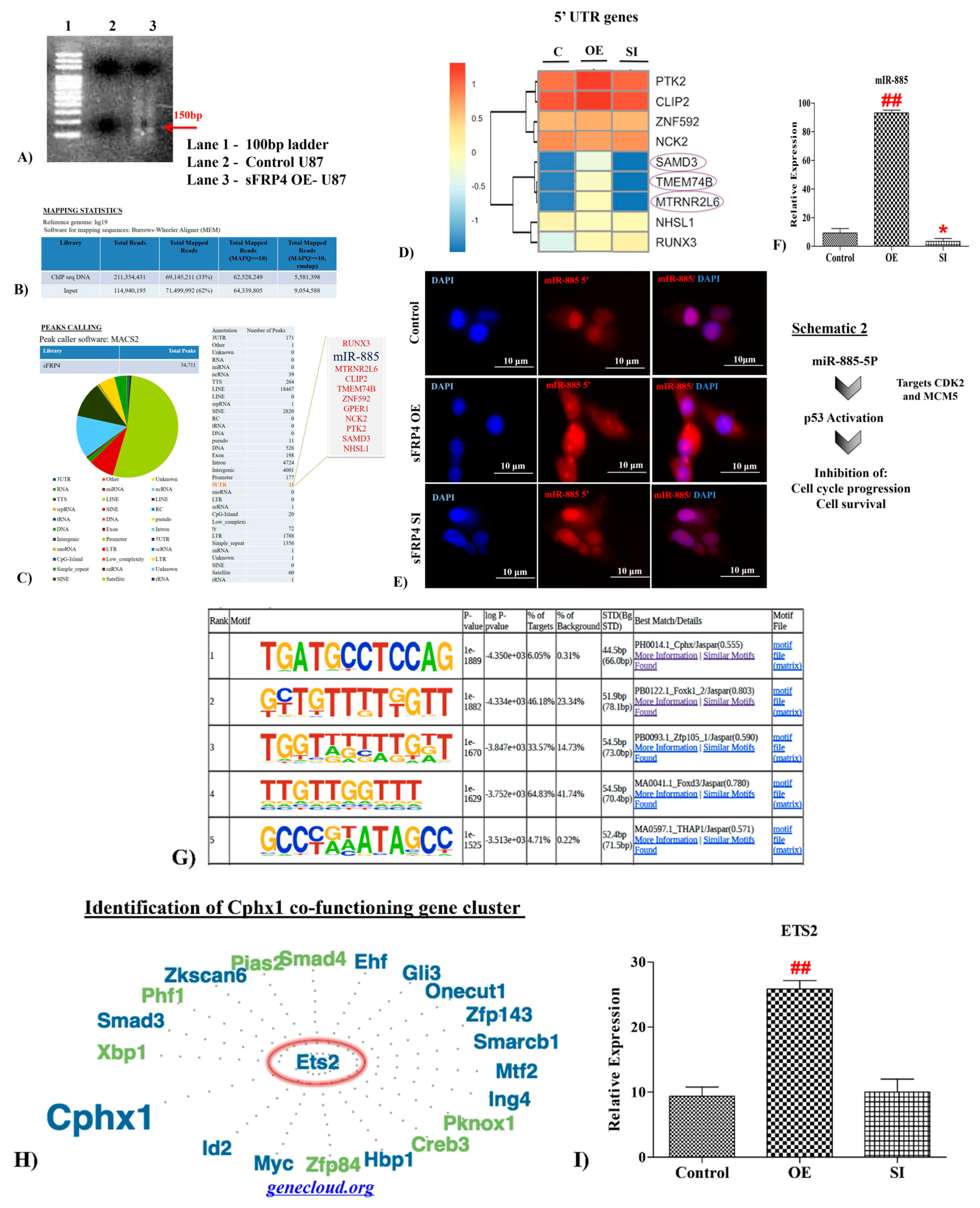Cancers Free Full Text Stemness Pluripotentiality And Wnt Antagonism Sfrp4 A Wnt Antagonist Mediates Pluripotency And Stemness In Glioblastoma Html Cancers Free Full Text Stemness Pluripotentiality And Wnt Antagonism Sfrp4 A Wnt Antagonist Mediates Pluripotency And Stemness In Glioblastoma Html