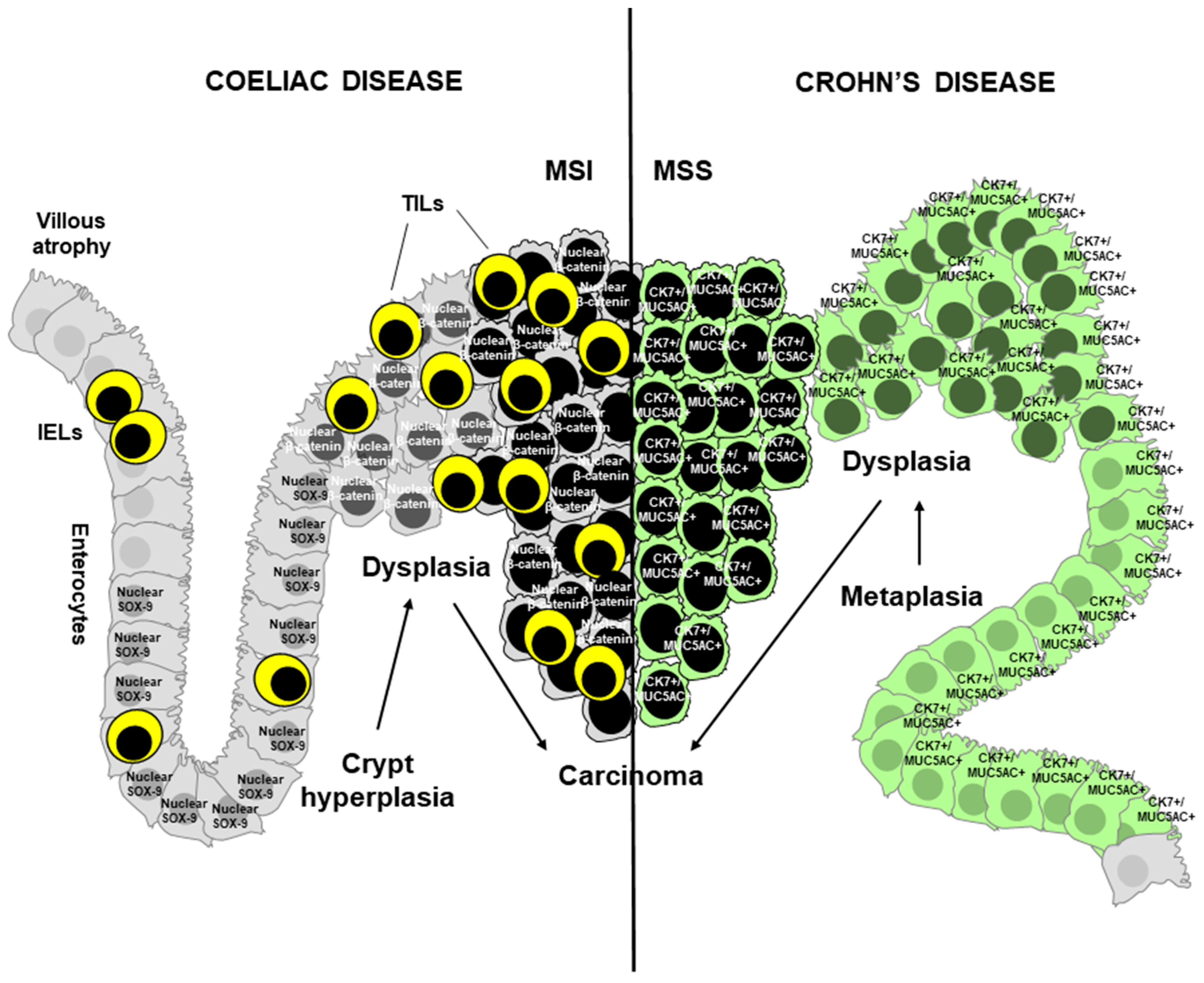 Cancers 11 00031 g001