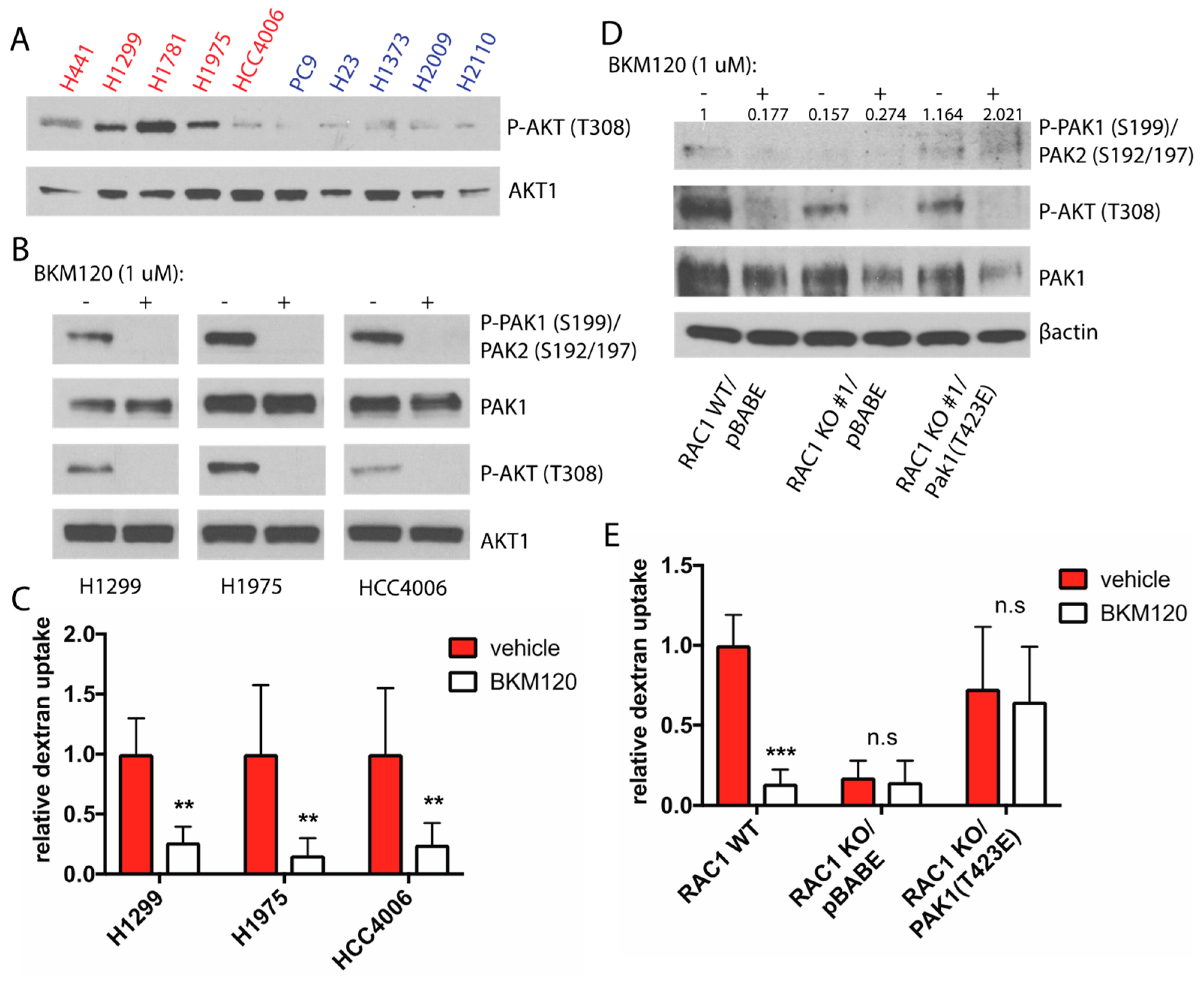 Cancers 11 00037 g005 Cancers 11 00037 g005