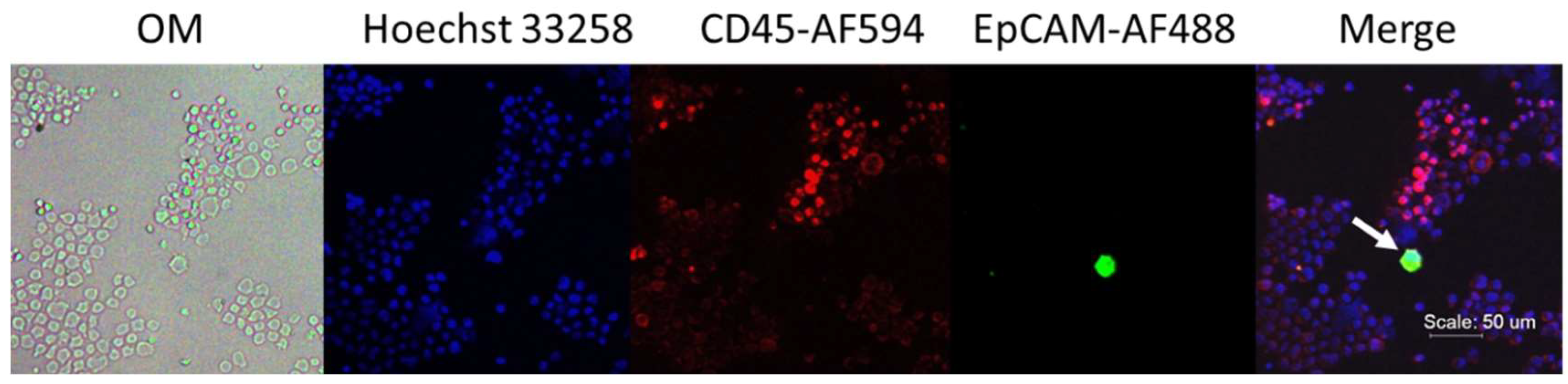 Cancers 11 00056 g001