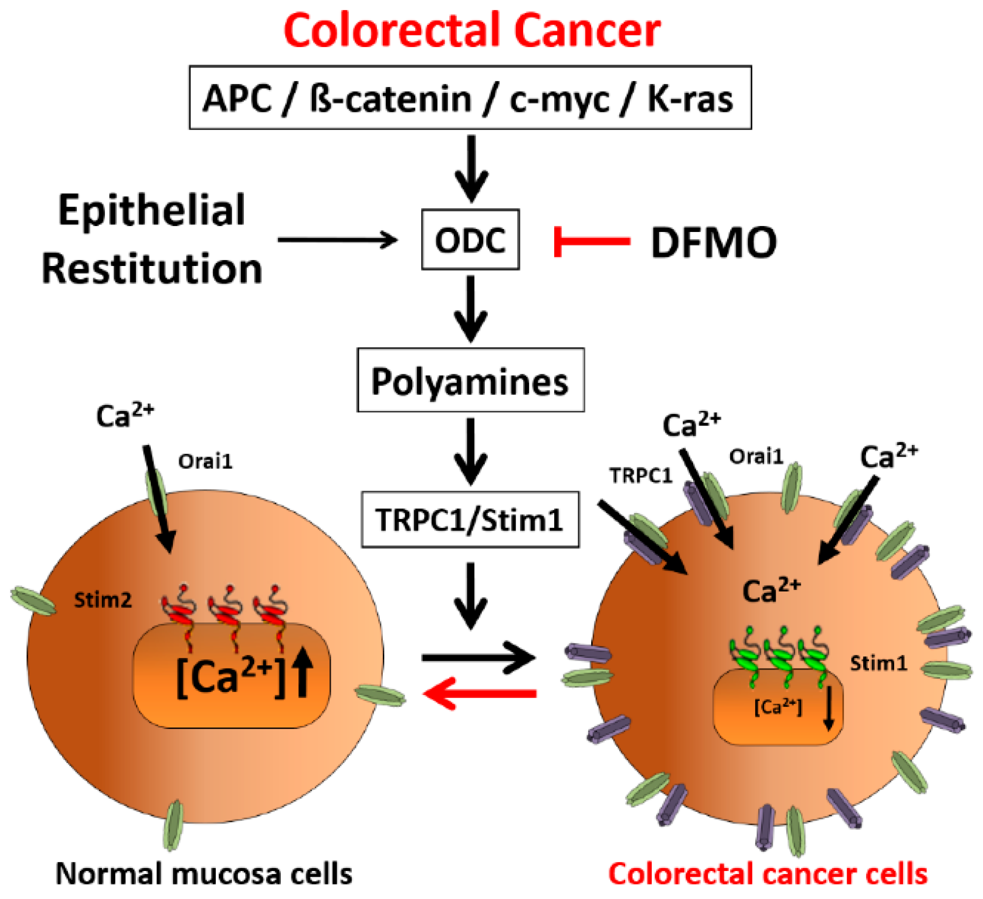 Cancers 11 00083 g009