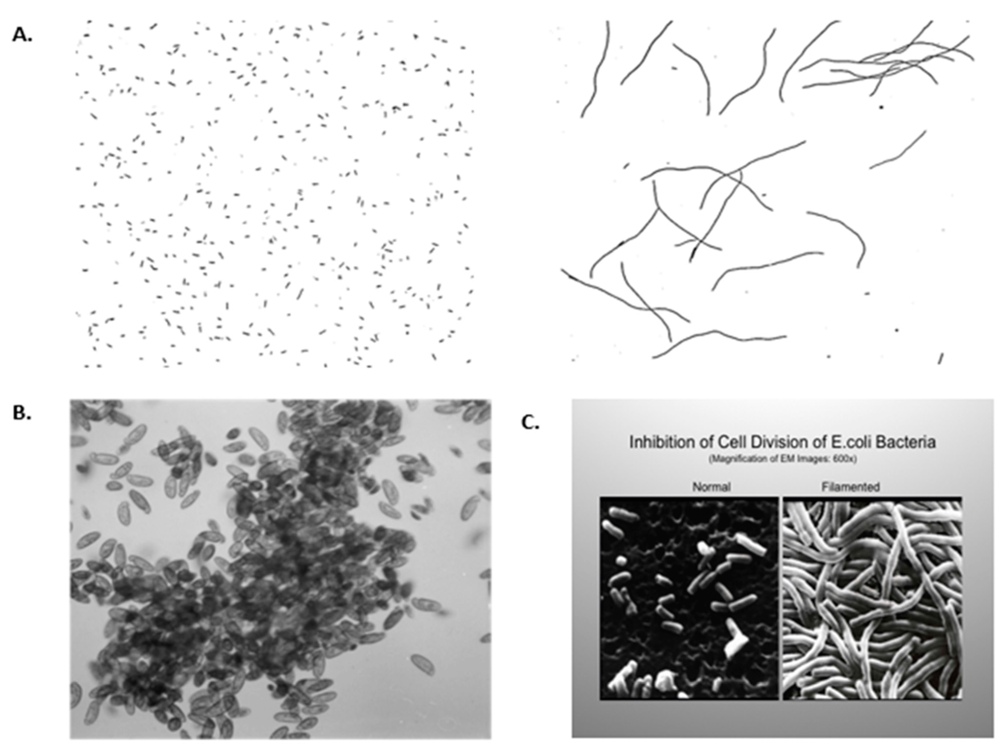 Cancers 11 00087 g001 Cancers 11 00087 g001