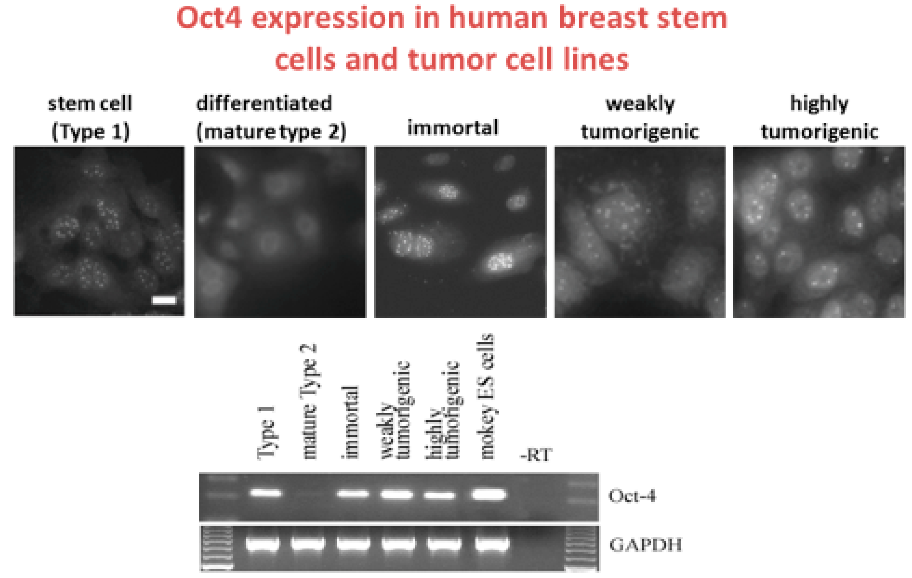 Cancers 11 00087 g002 Cancers 11 00087 g002