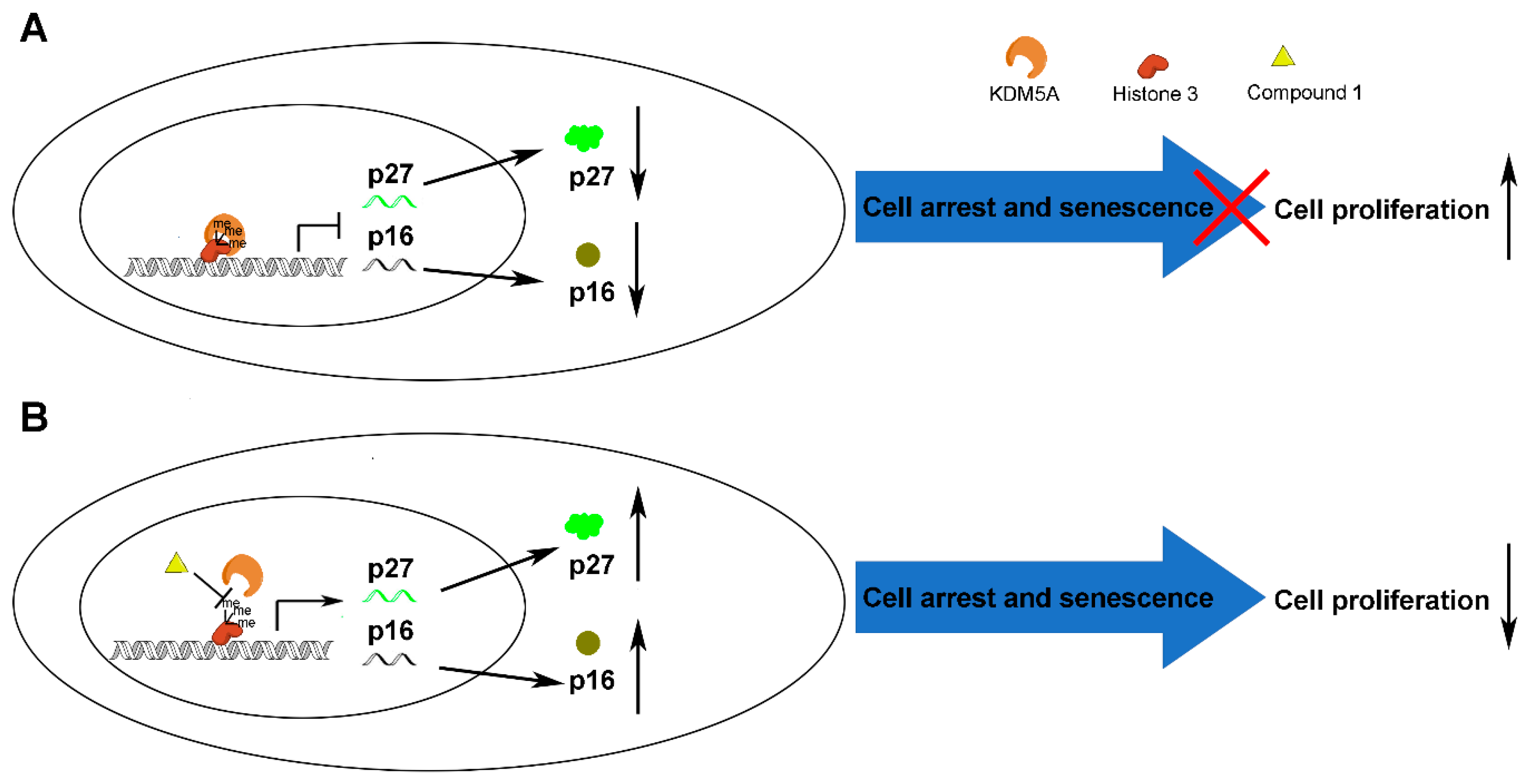 Cancers 11 00092 g007 Cancers 11 00092 g007