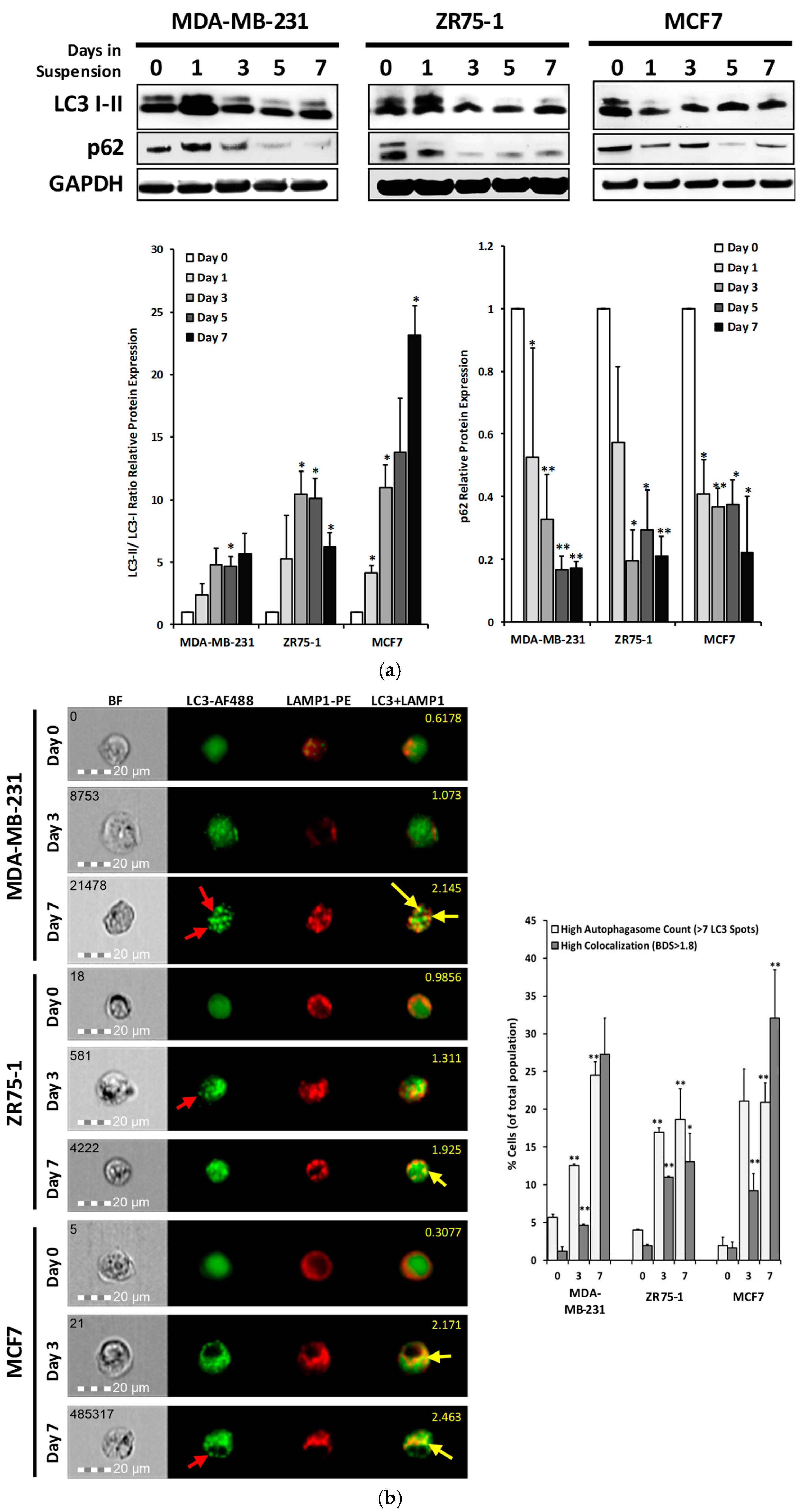 Cancers 11 00094 g003 Cancers 11 00094 g003