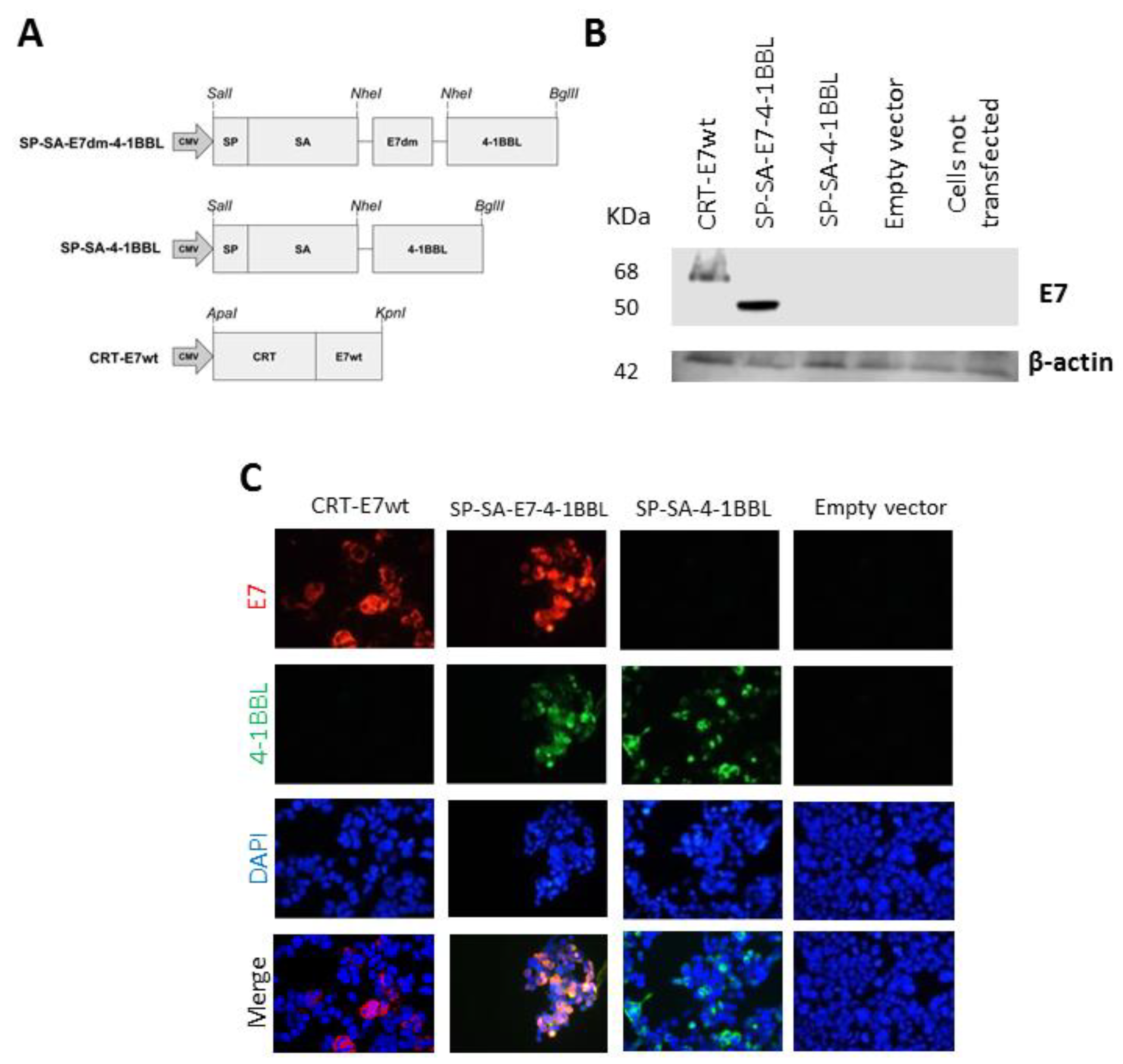 Cancers 11 00096 g001 Cancers 11 00096 g001
