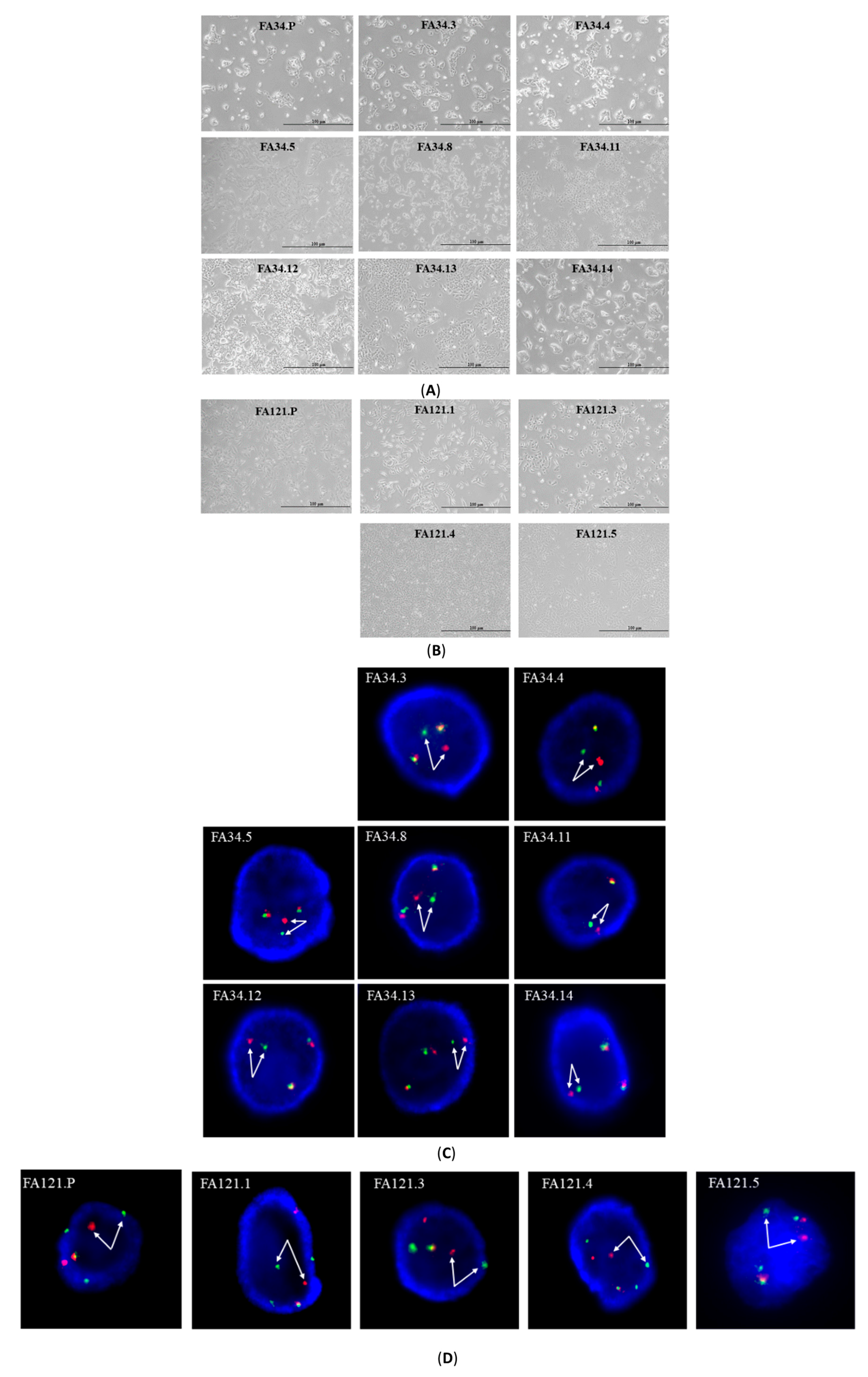 Cancers 11 00104 g001a