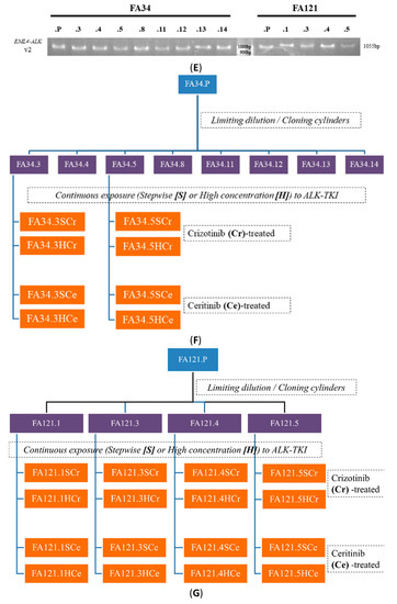Cancers Special Issue Molecular Profiling Of Lung Cancer - 