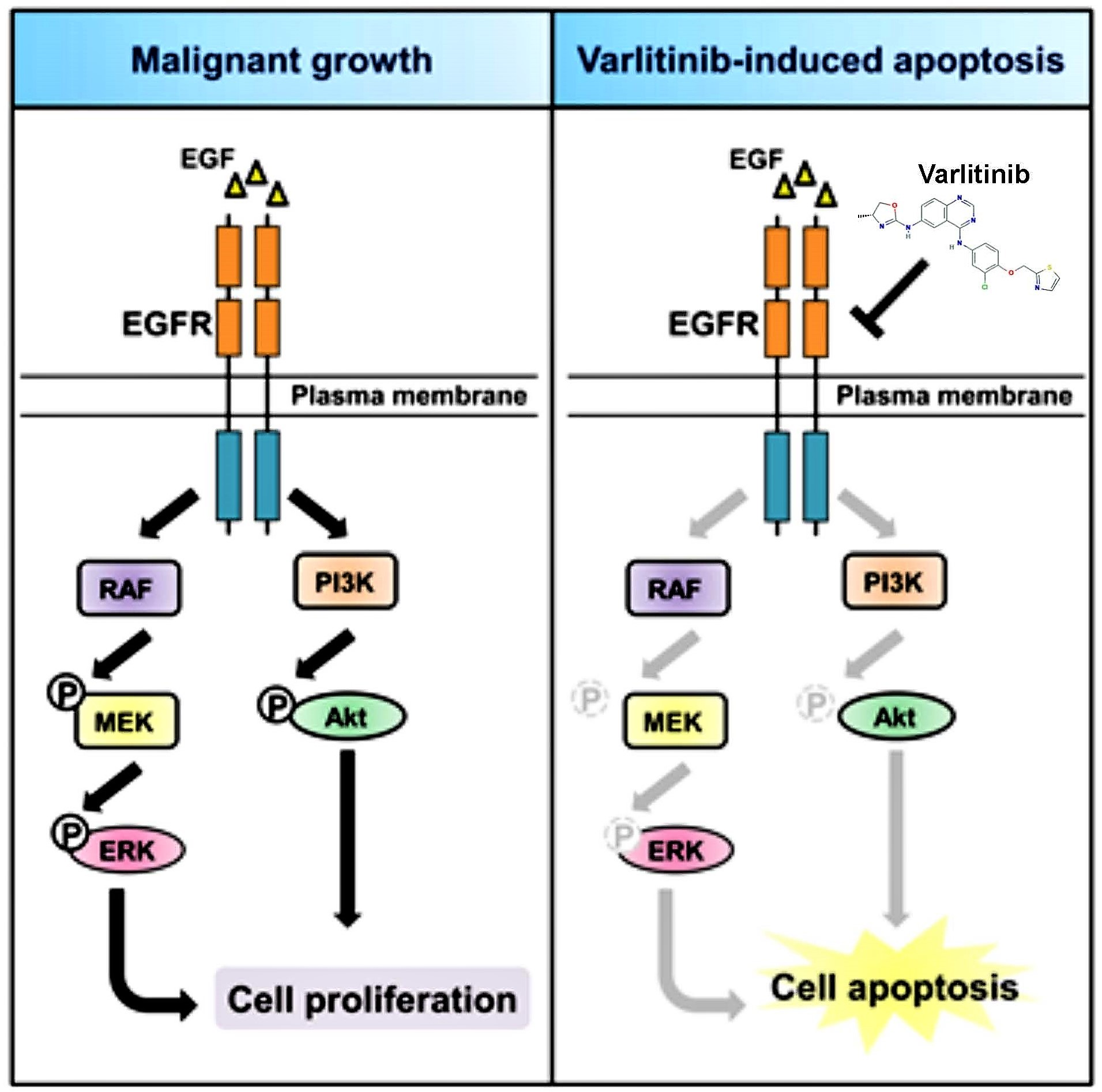Cancers | Free Full-Text | Varlitinib Downregulates HER/ERK Signaling ...