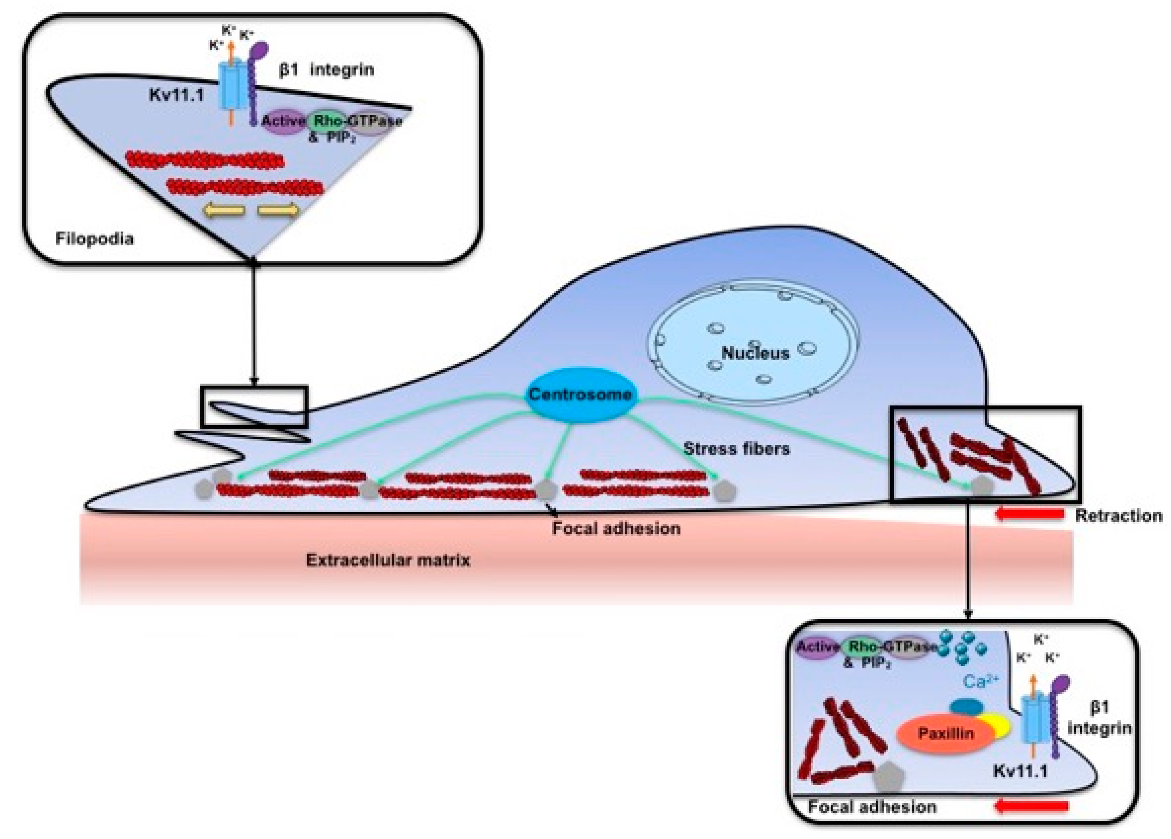 Cancers 11 00135 g009