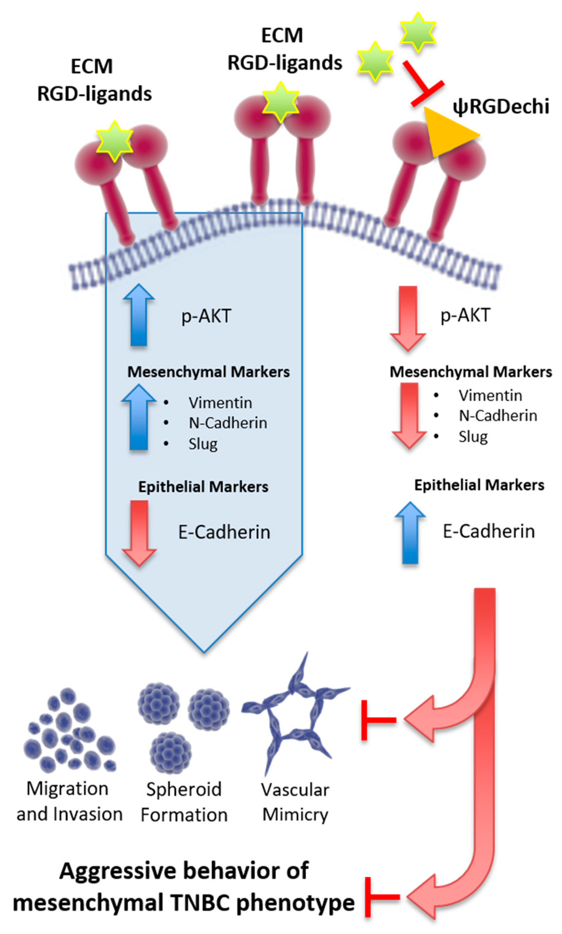 Cancers 11 00139 g008 Cancers 11 00139 g008