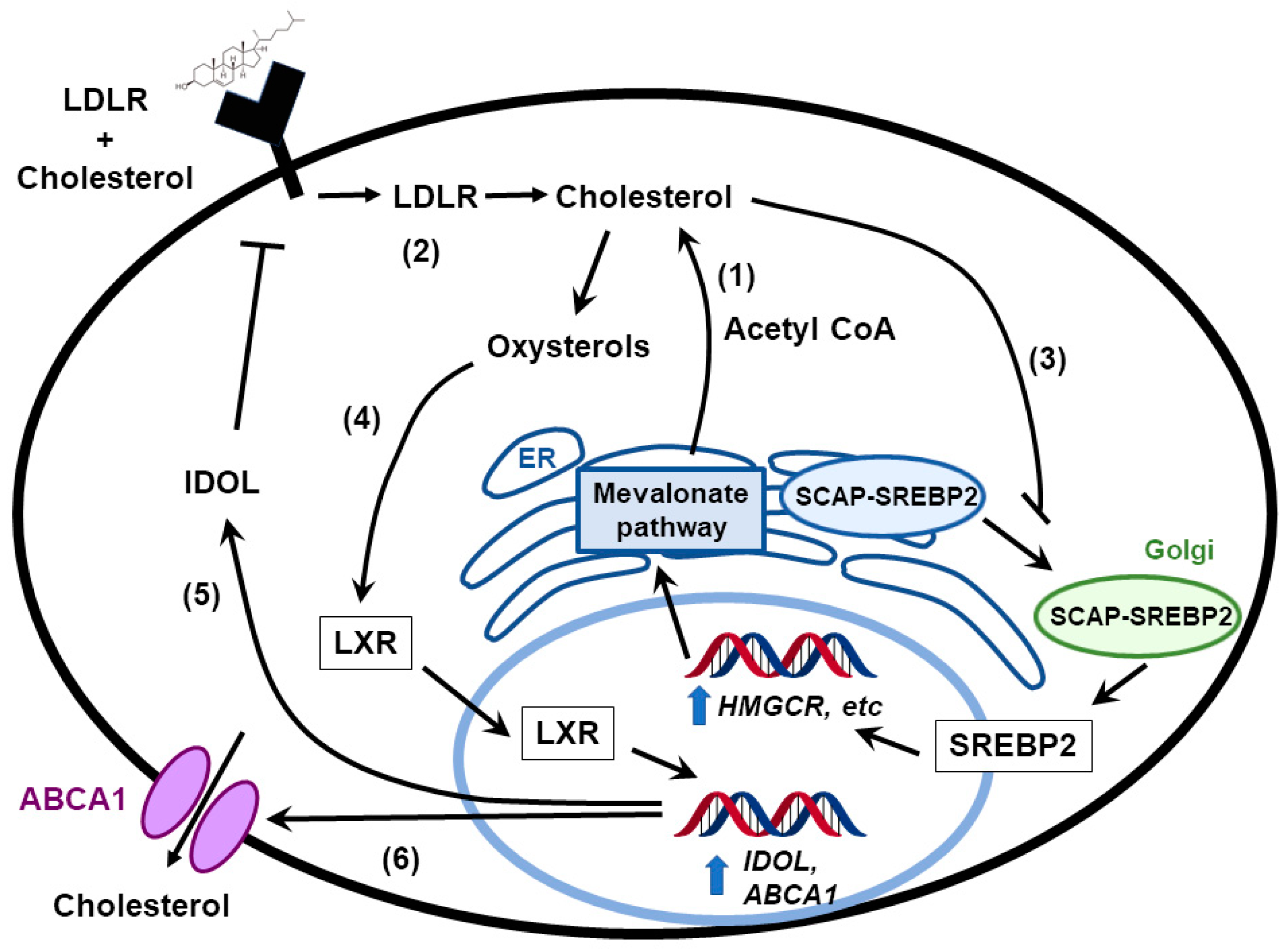Cancers 11 00146 g001 Cancers 11 00146 g001