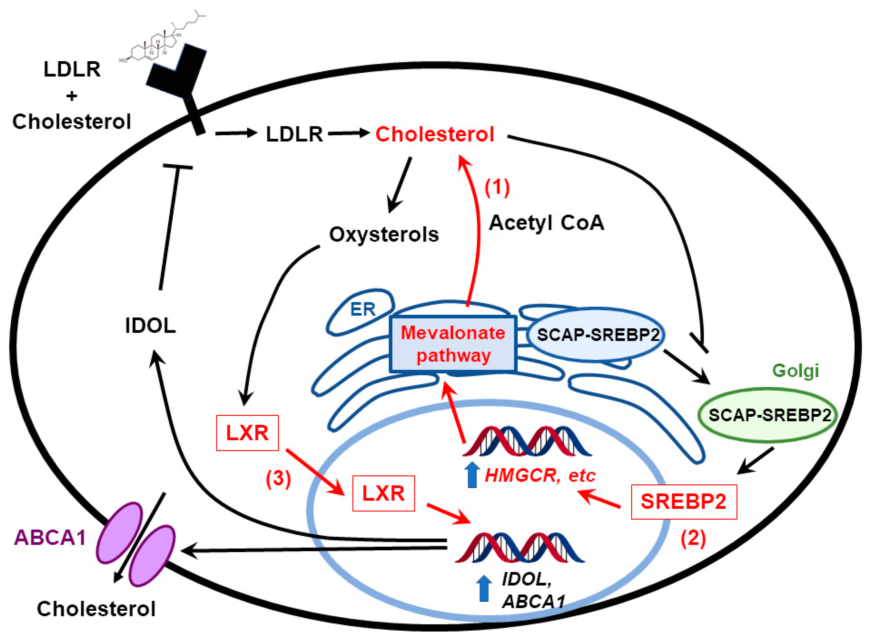 Cancers 11 00146 g003 Cancers 11 00146 g003