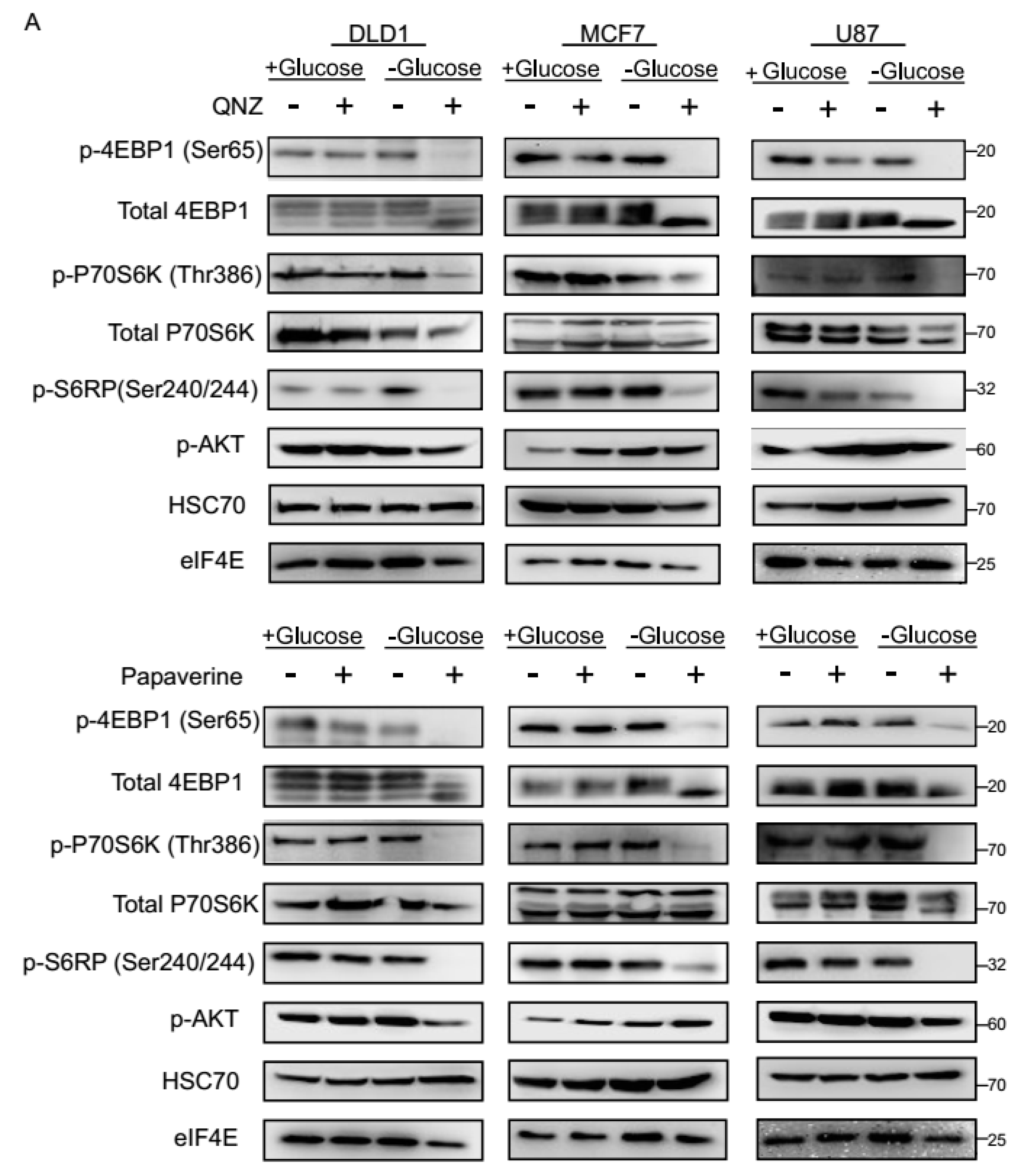 Cancers 11 00156 g004a
