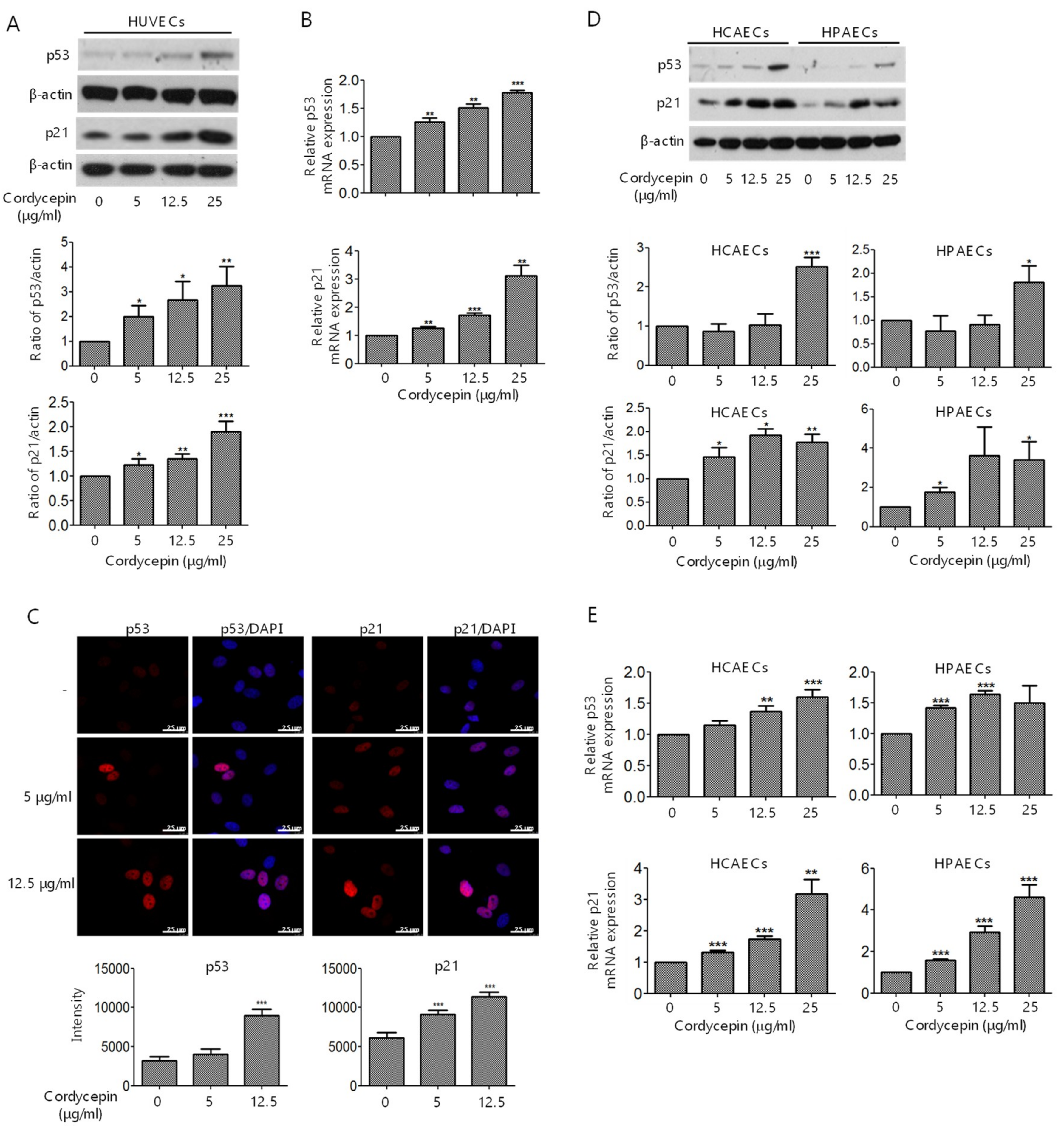 Cancers 11 00168 g005 550