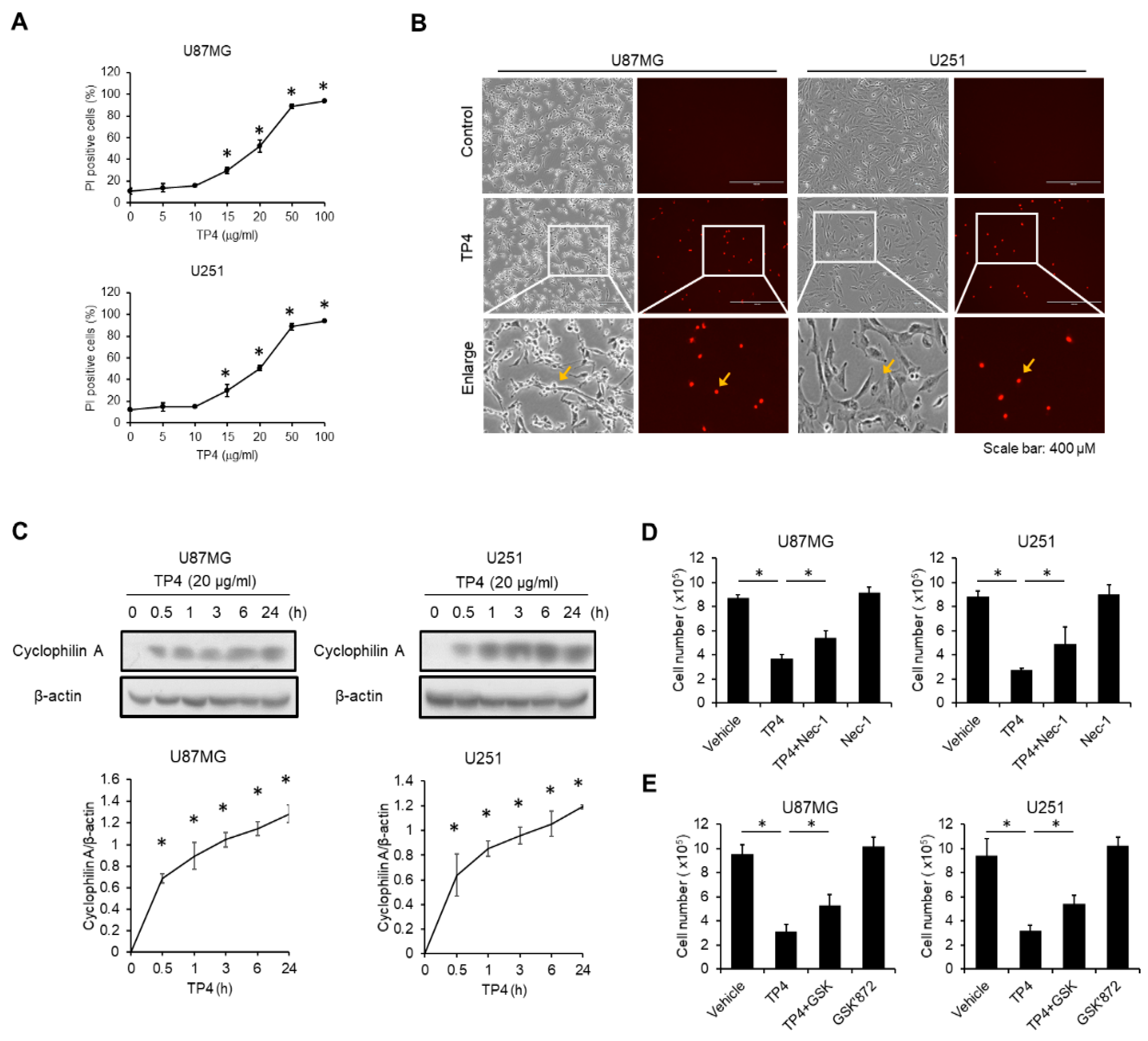 Cancers 11 00171 g003 550