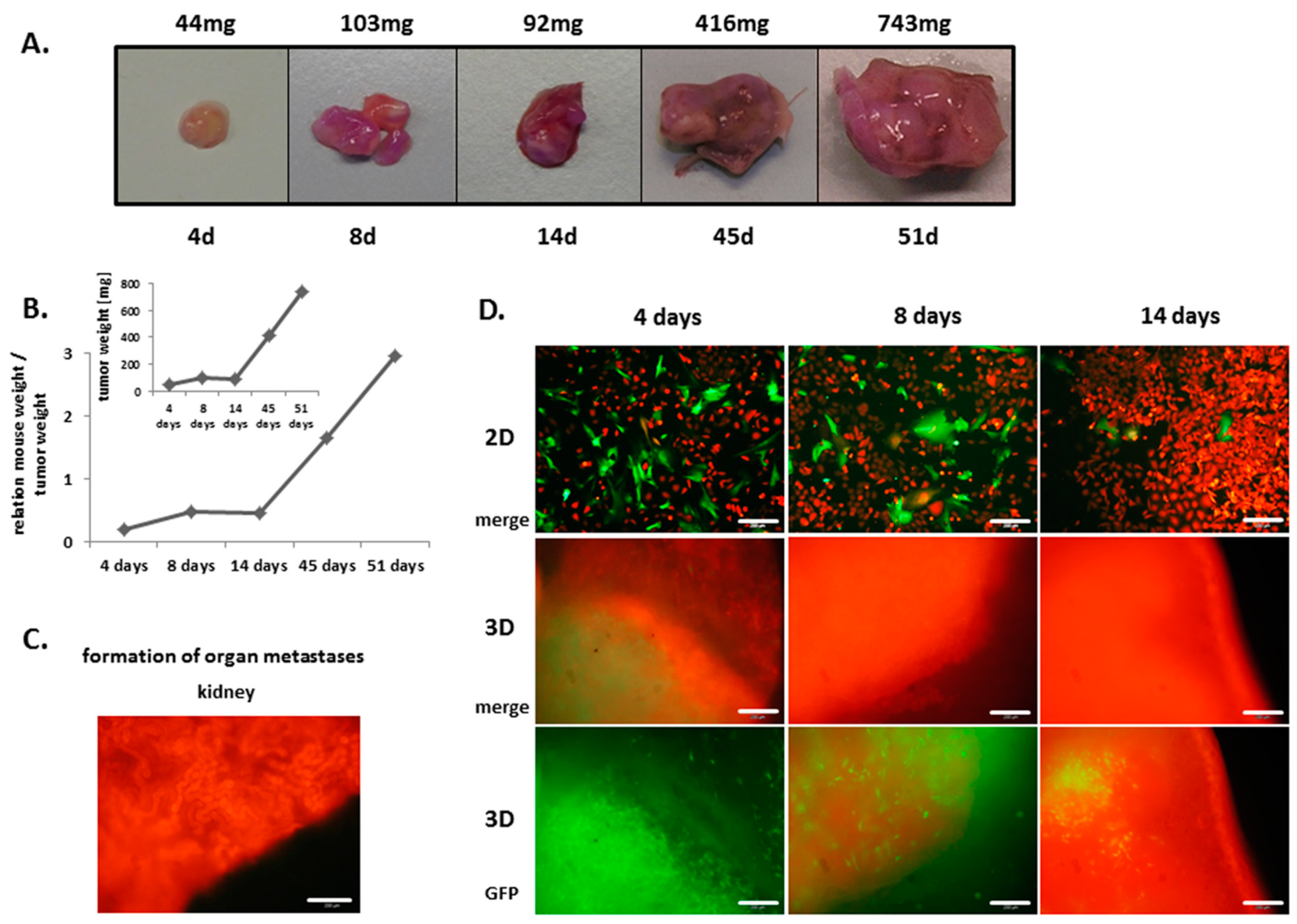Cancers 11 00185 g001 550