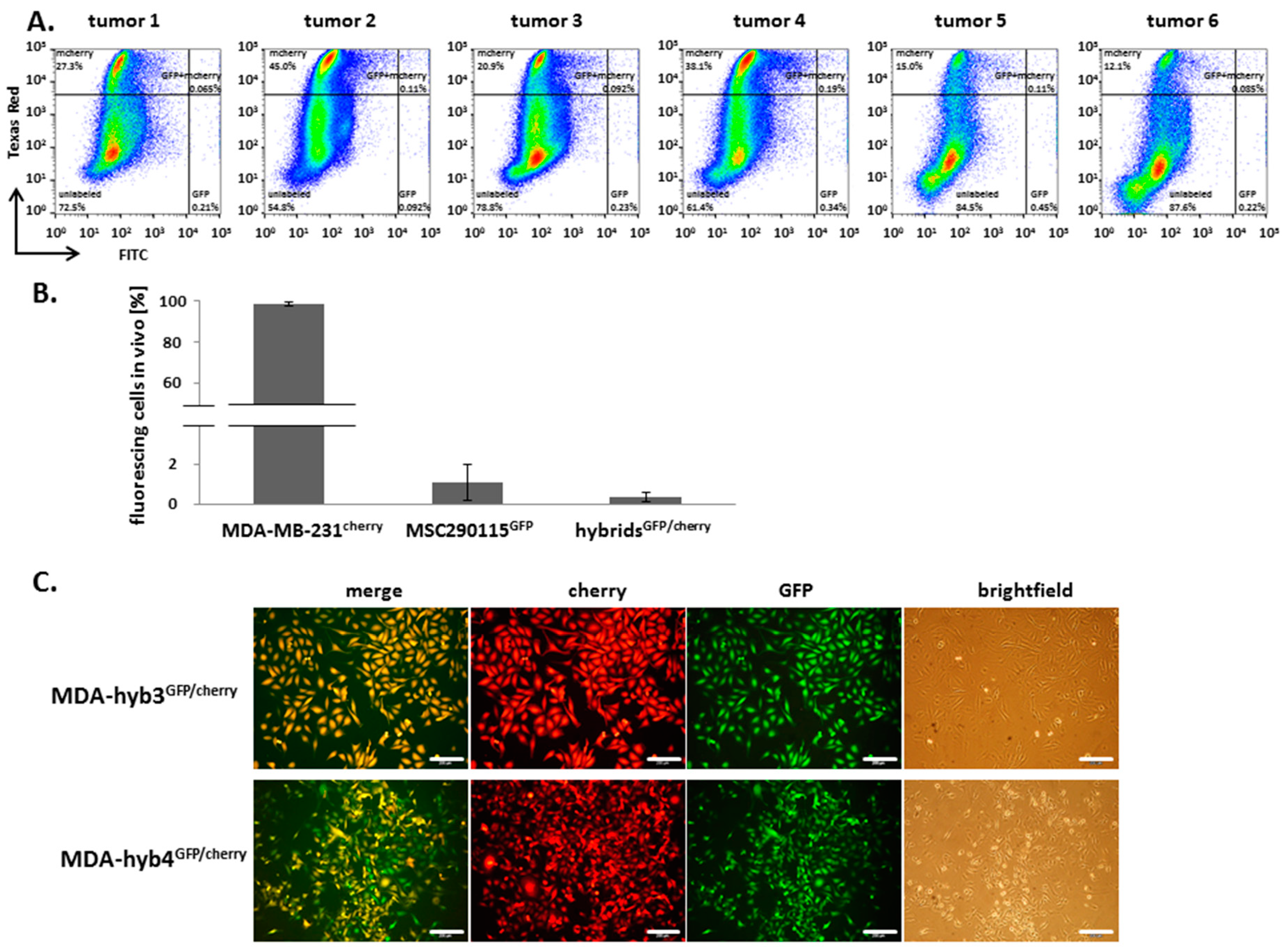 Cancers 11 00185 g004 550