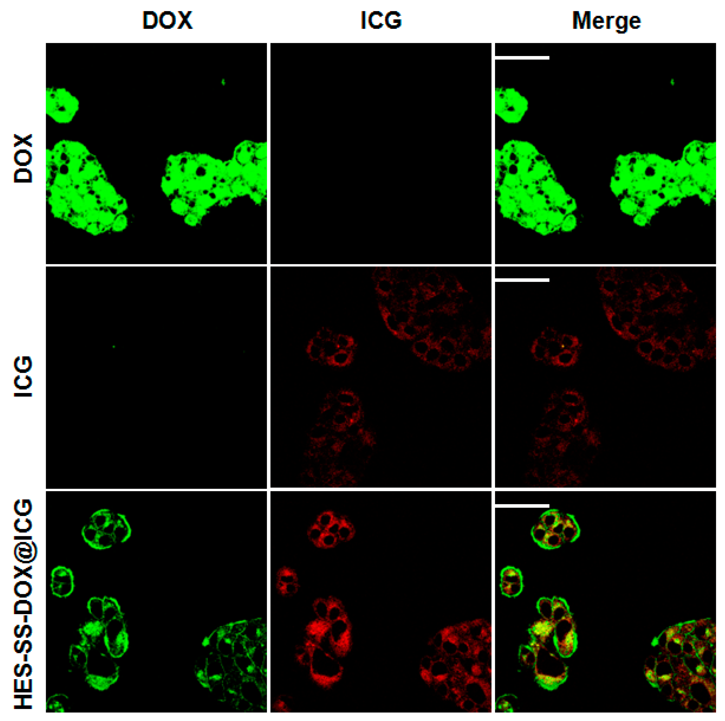 Cancers 11 00207 g003 550