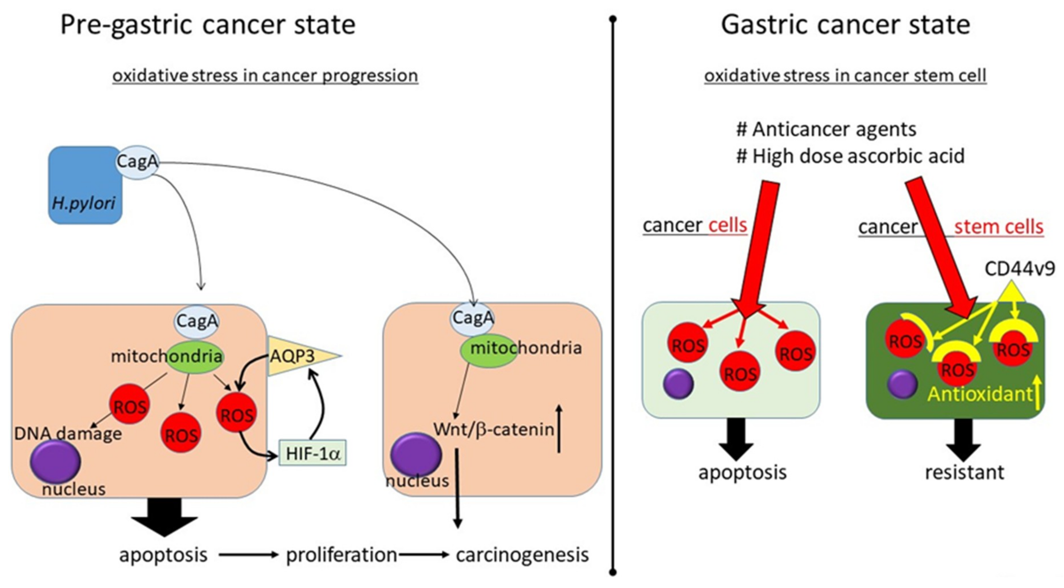 Cancers 11 00213 g001