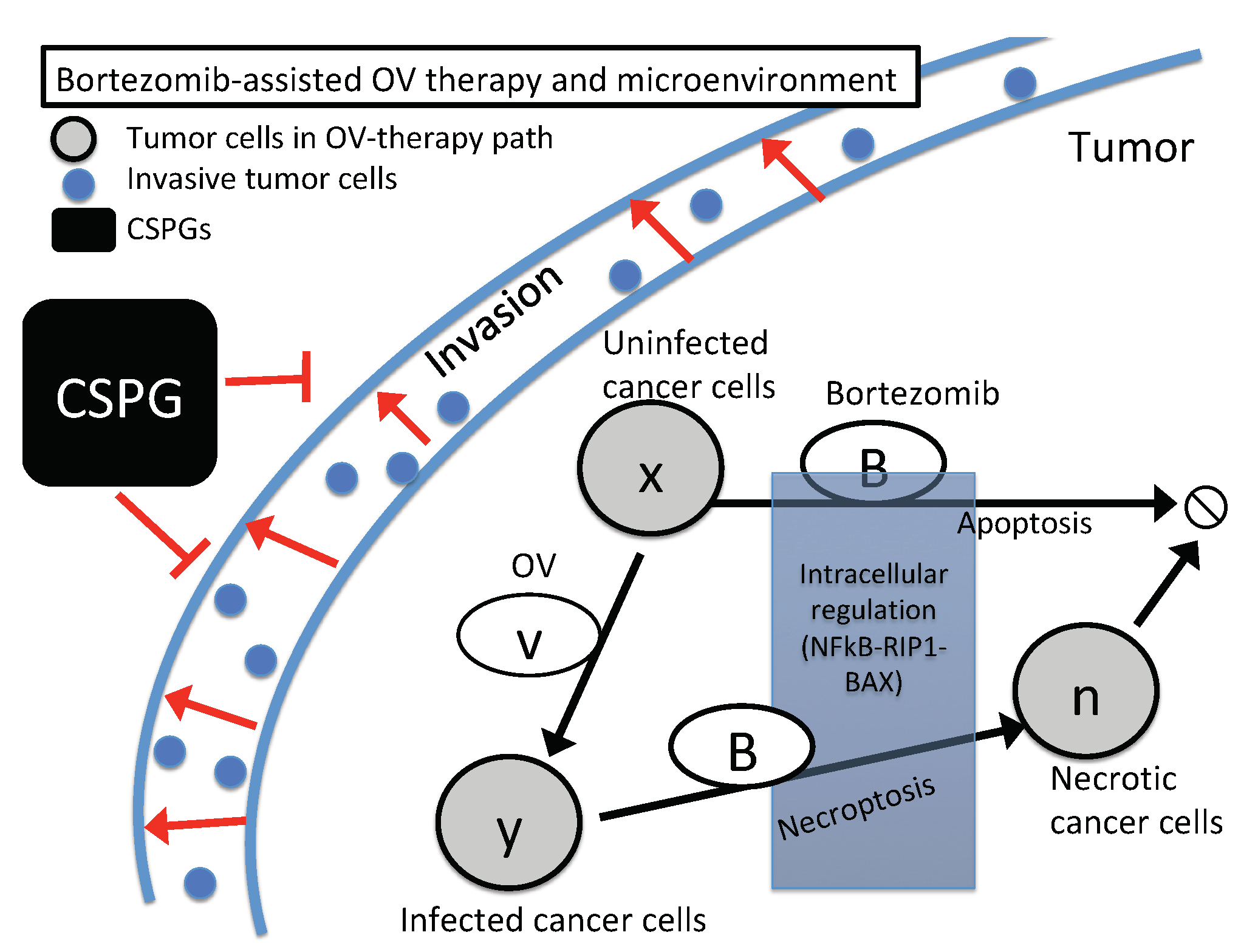 Cancers 11 00215 g003 550