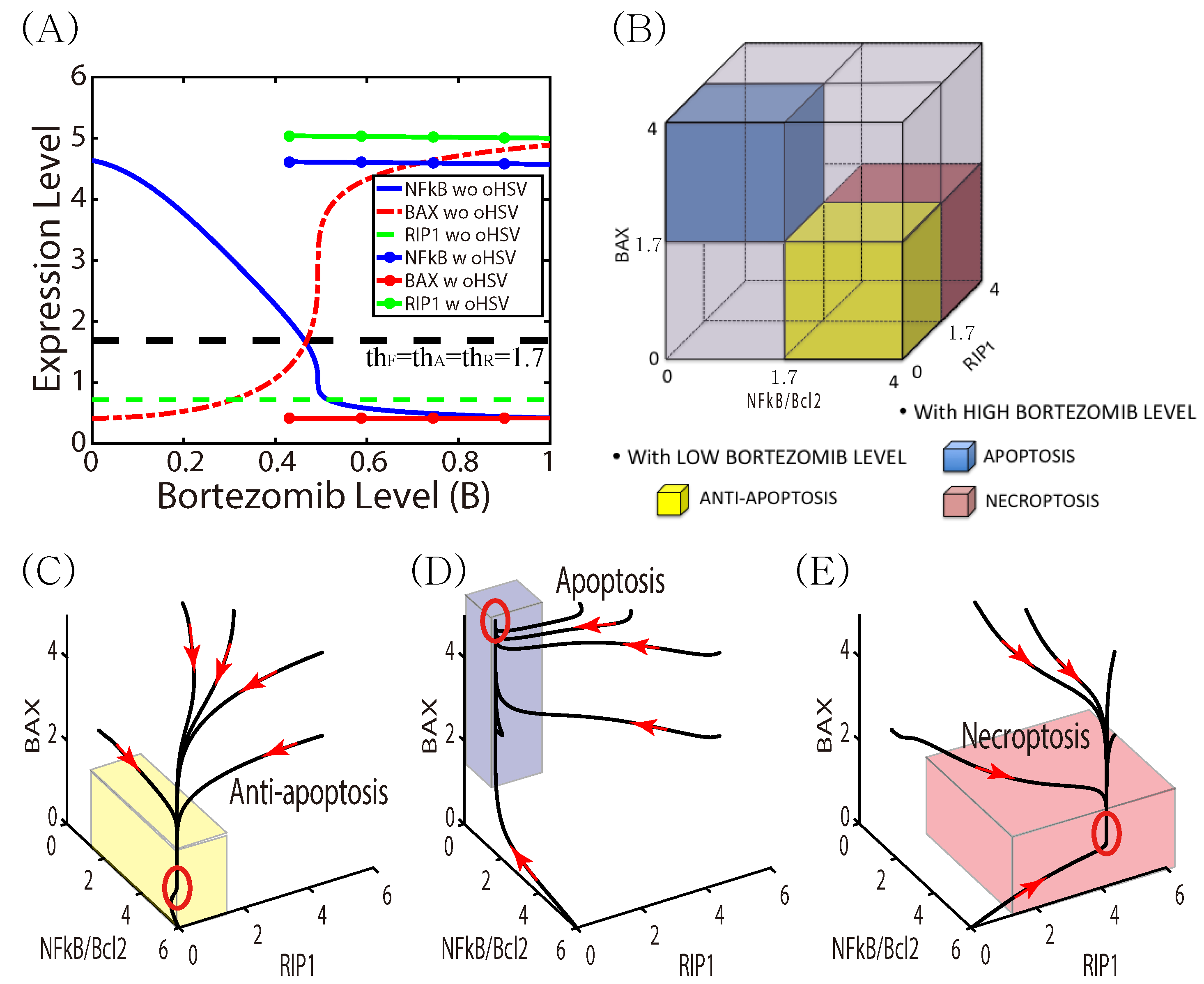 Cancers 11 00215 g004 550