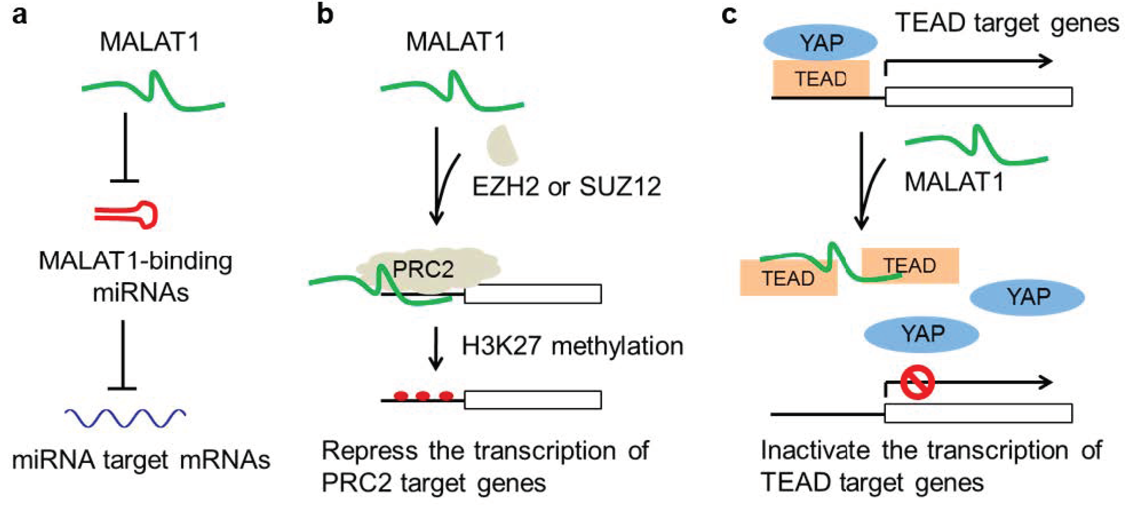 New Insights into Long Non-Coding RNA MALAT1 in Cancer and Metastasis
