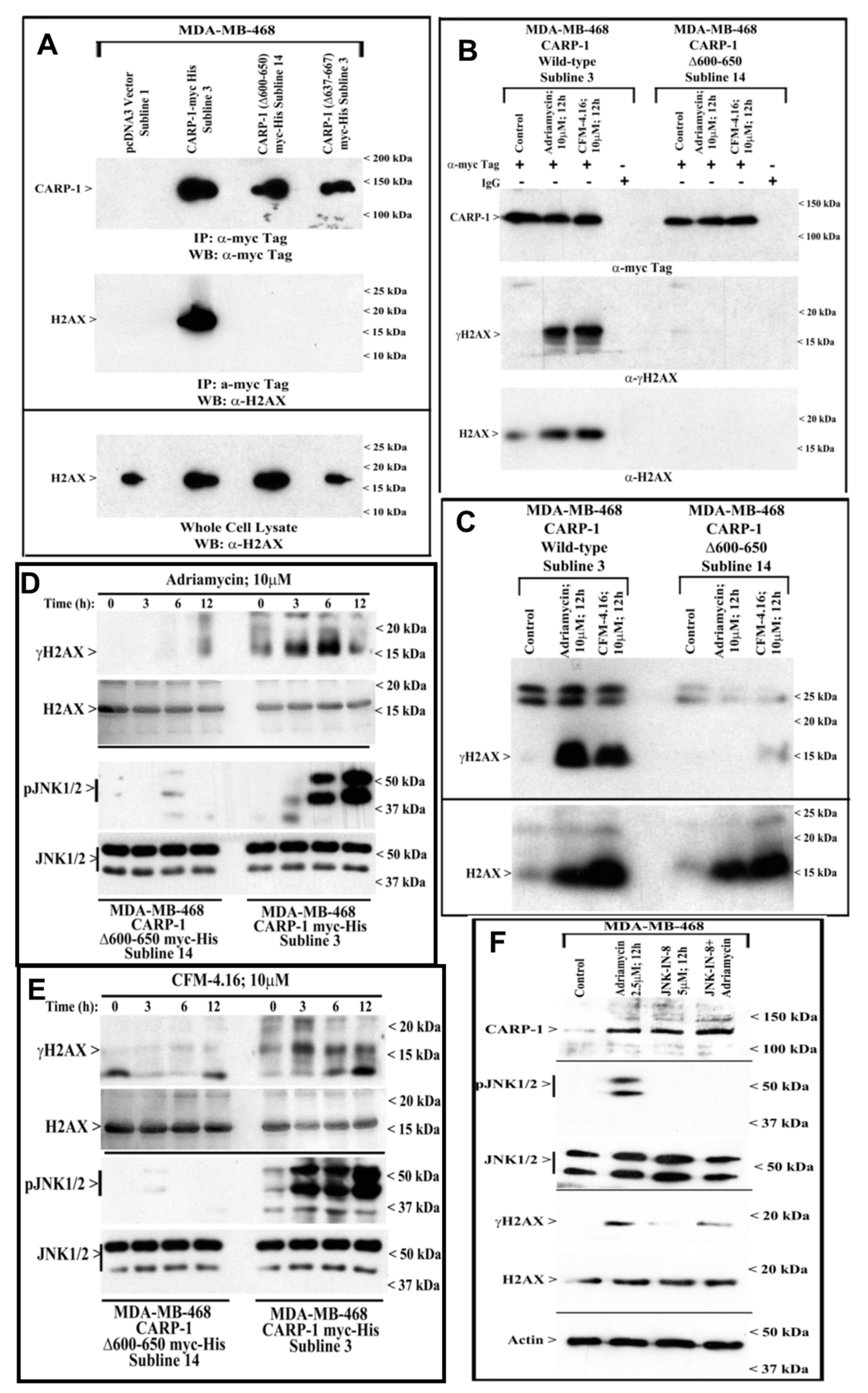 Cancers 11 00221 g004 Cancers 11 00221 g004