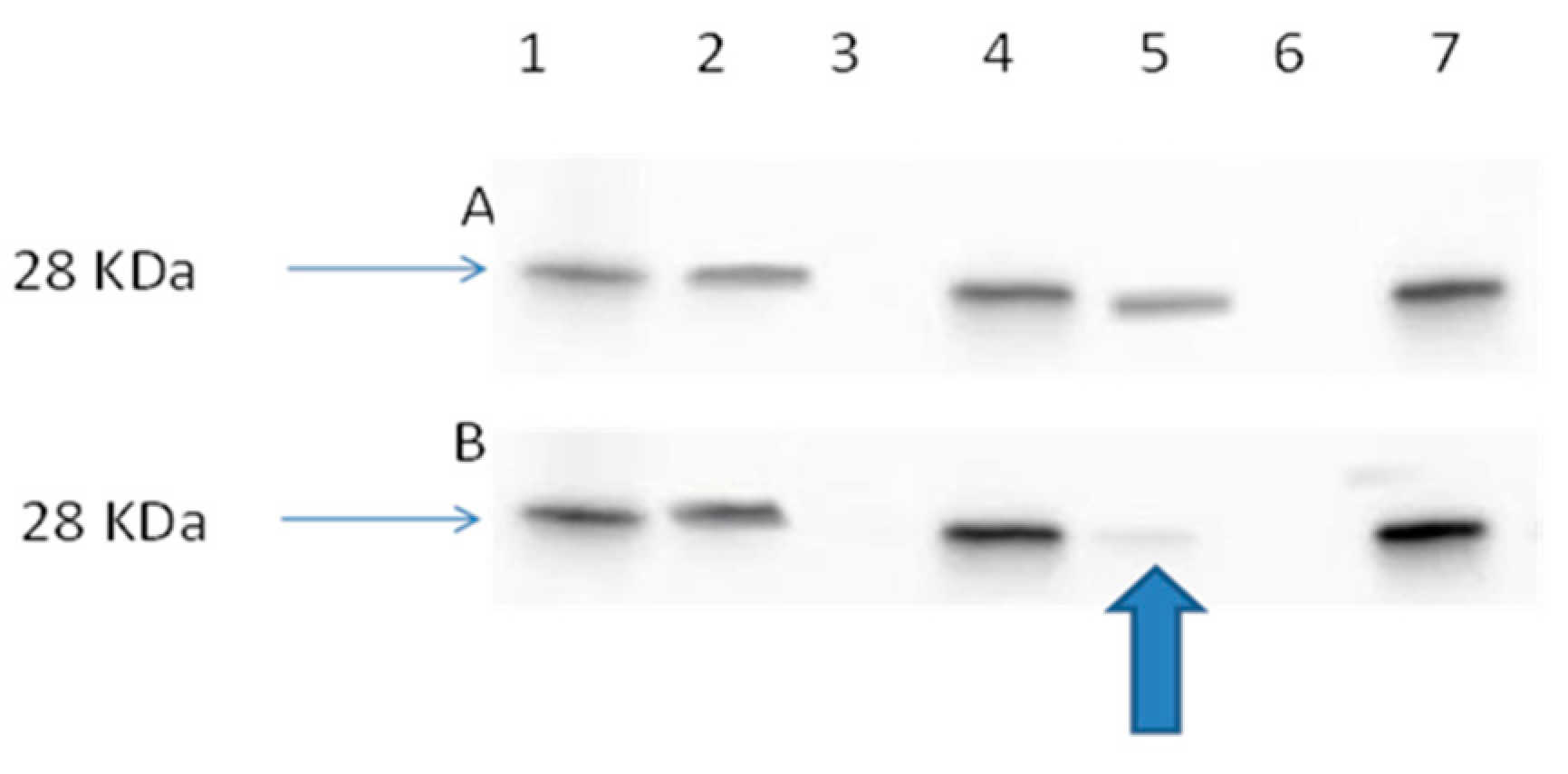 Cancers 11 00222 g008 Cancers 11 00222 g008