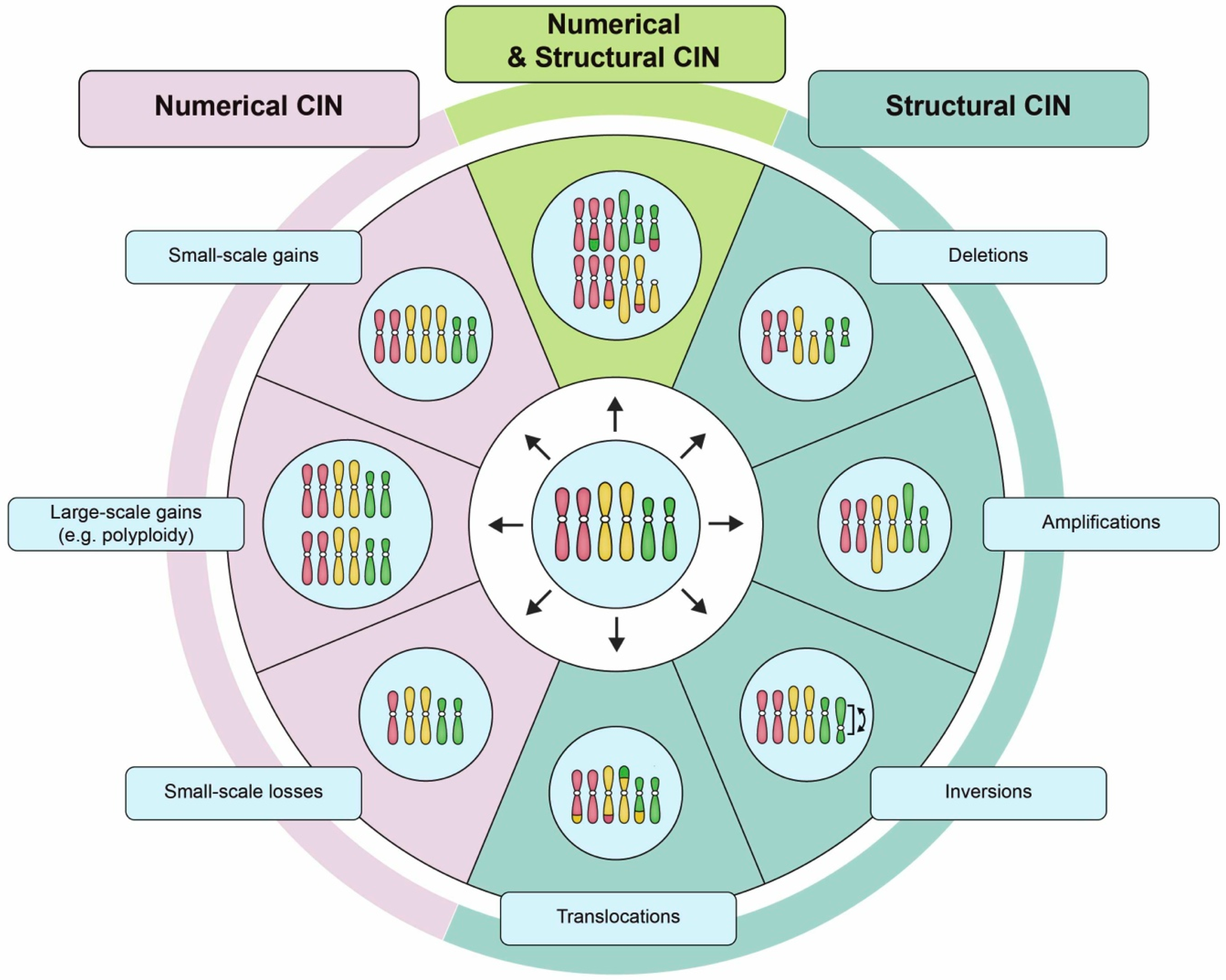 Detecting Chromosome Instability in Cancer ... Biology Diagrams