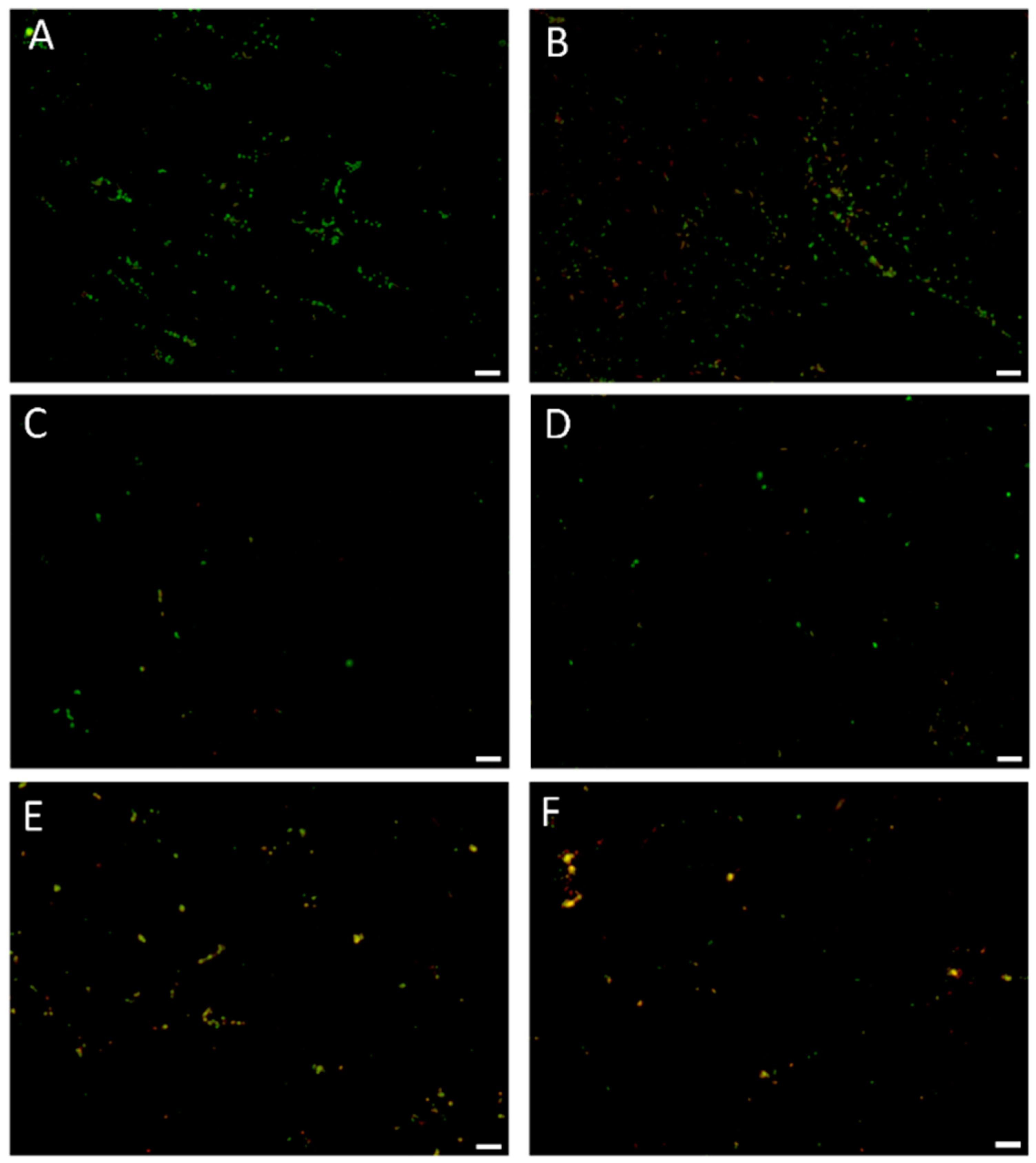 Cancers 11 00229 g005a Cancers 11 00229 g005a