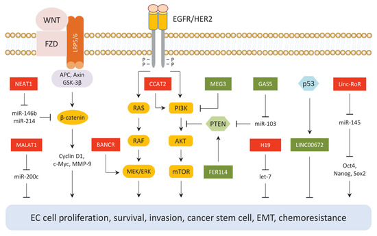 Dissertation oncology regulatory affairs