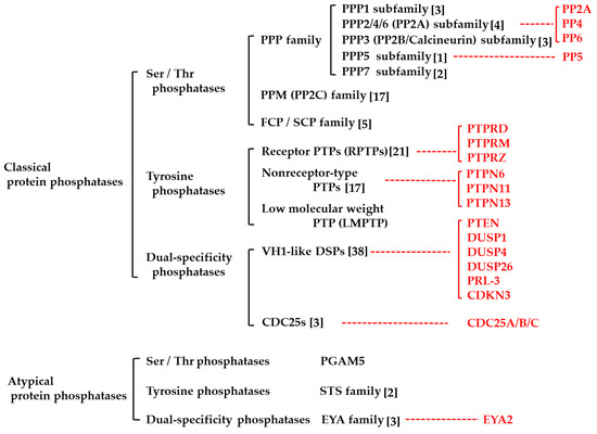 Cancers Free Full Text Protein Phosphatases A Touchy Enemy In The Battle Against Glioblastomas A Review Html