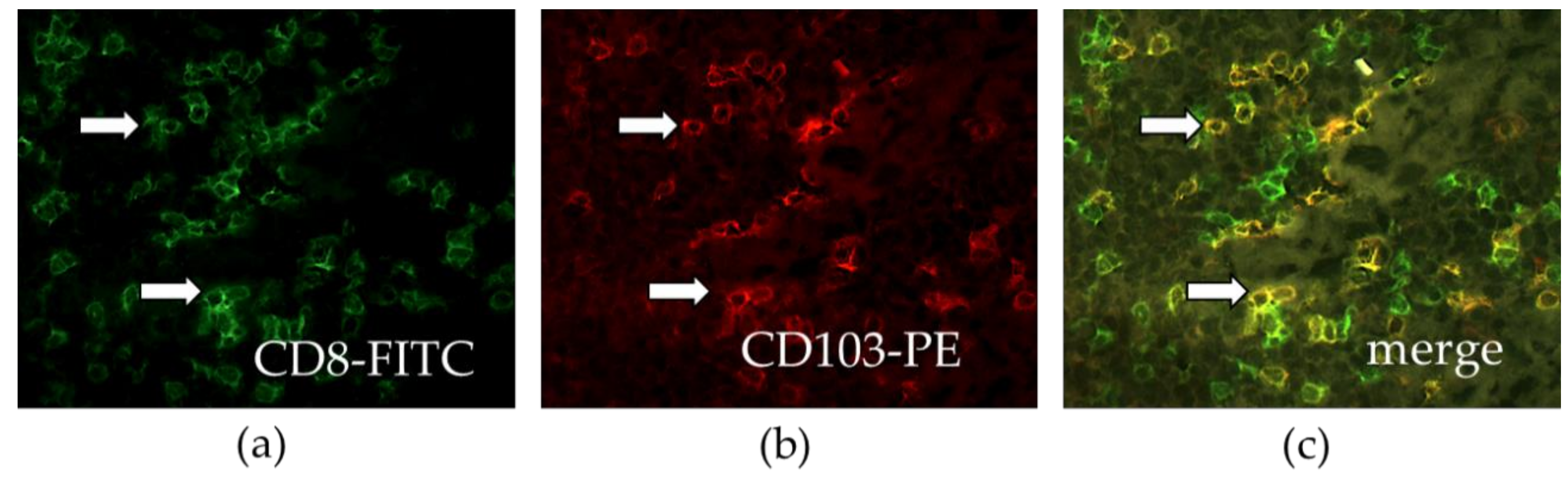 Cancers 11 00283 g004 Cancers 11 00283 g004