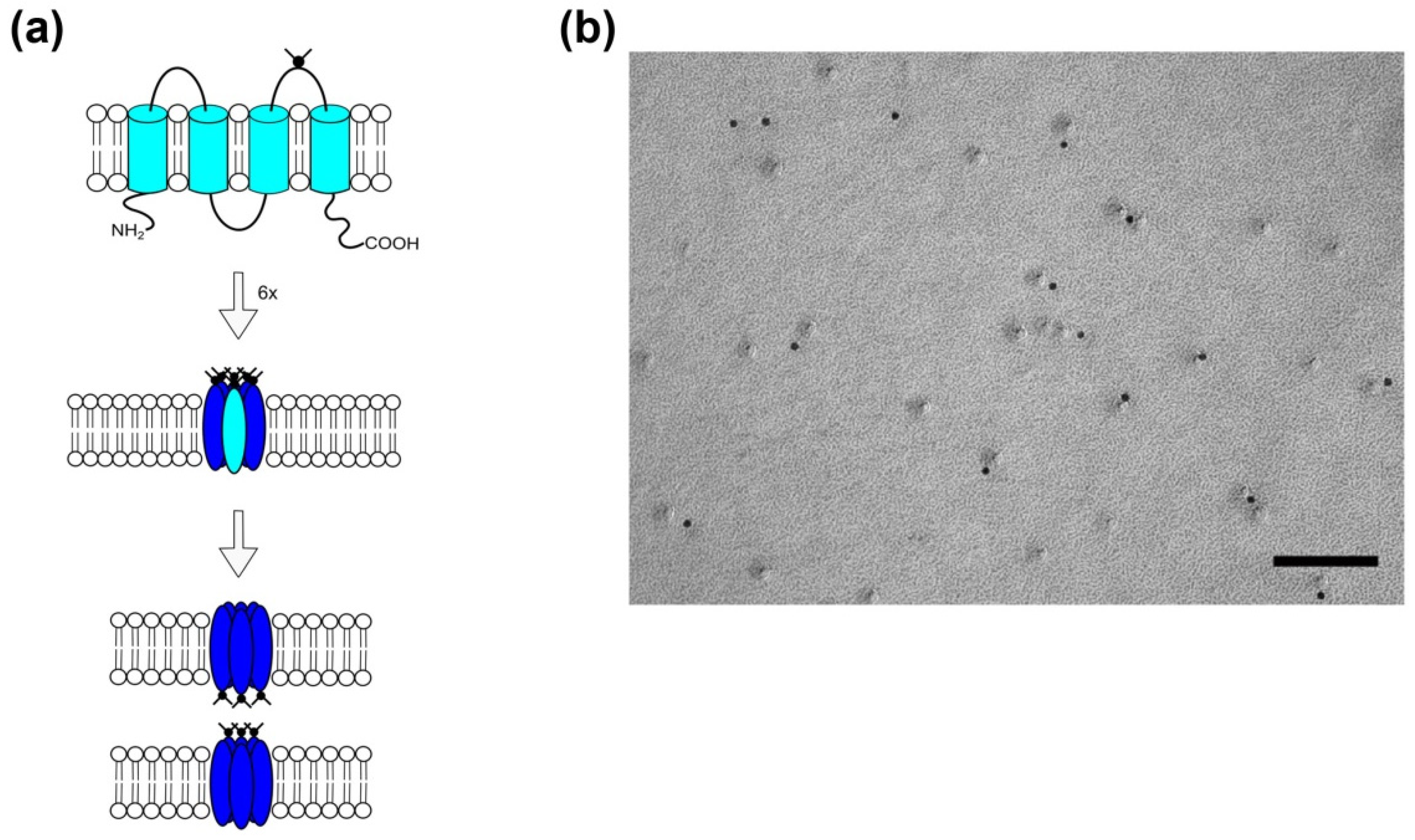 Cancers 11 00288 g002 Cancers 11 00288 g002