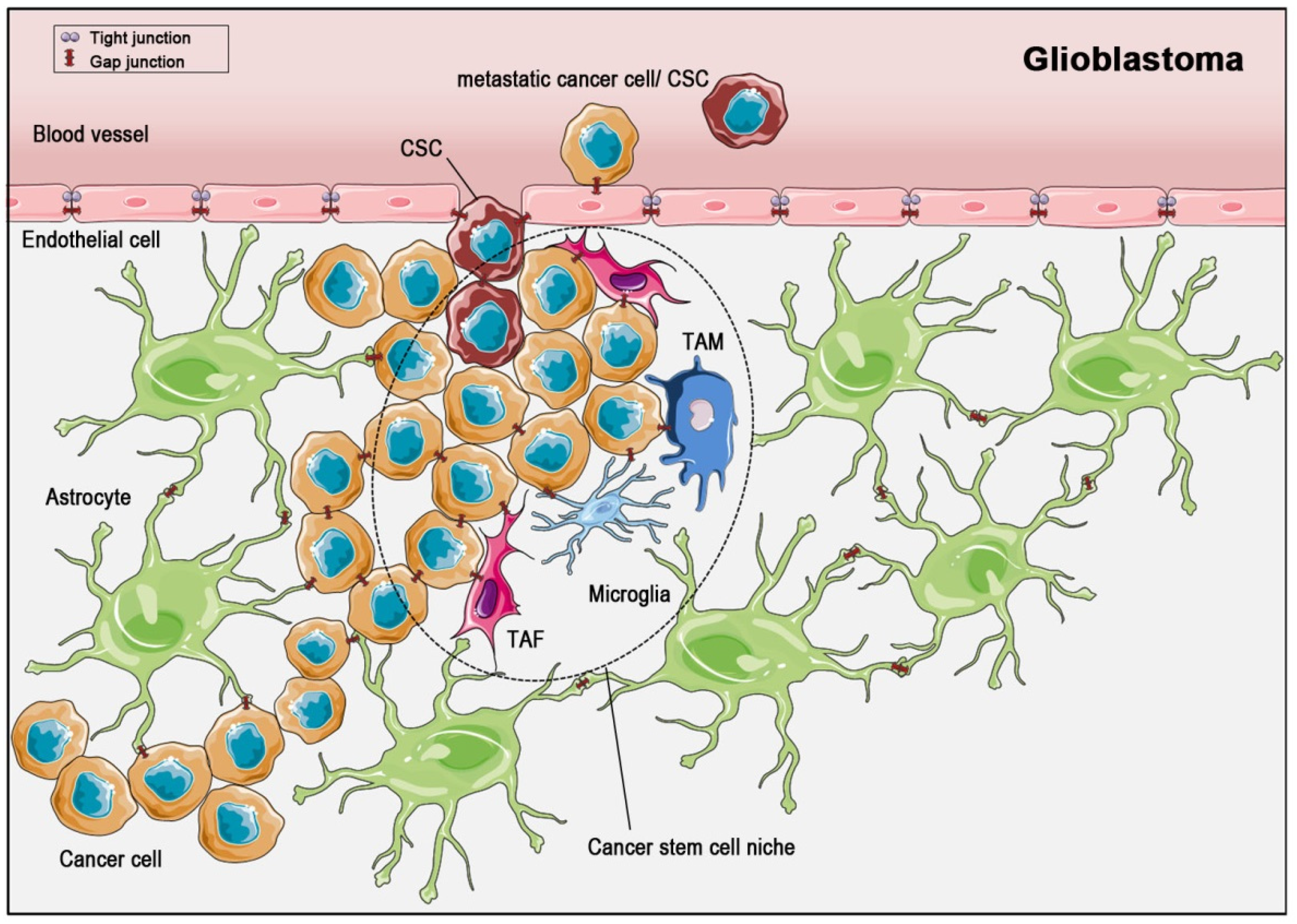Cancers 11 00288 g003 Cancers 11 00288 g003