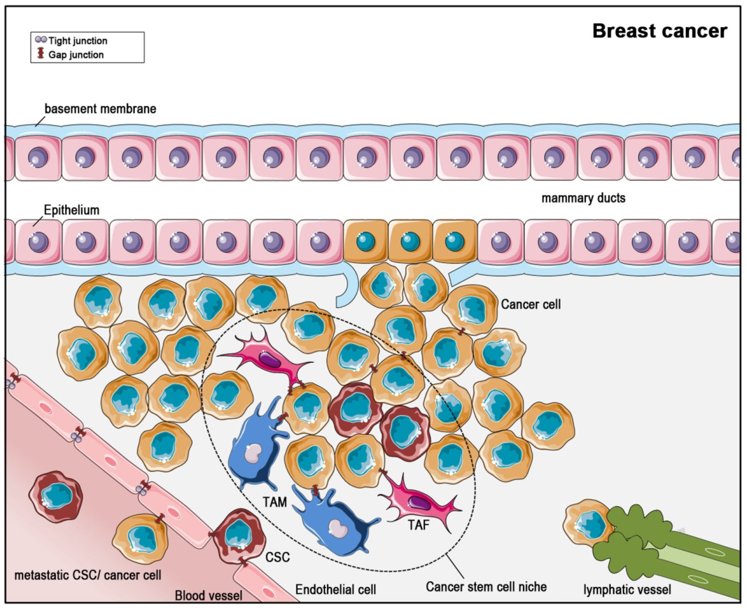 benign cancer stem cells