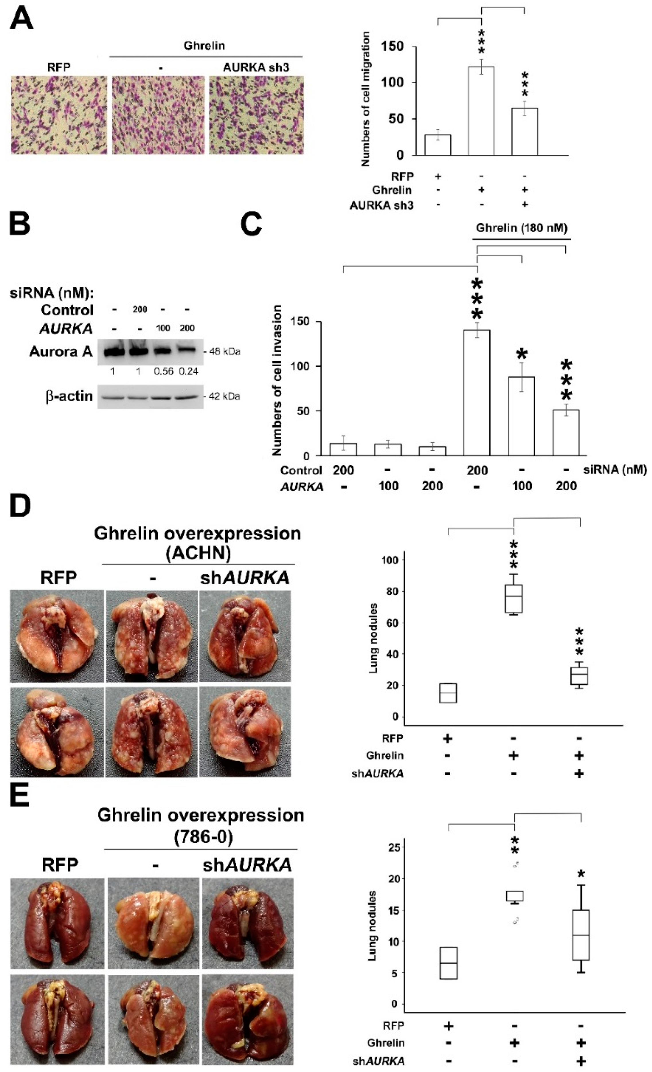 Cancers 11 00303 g005