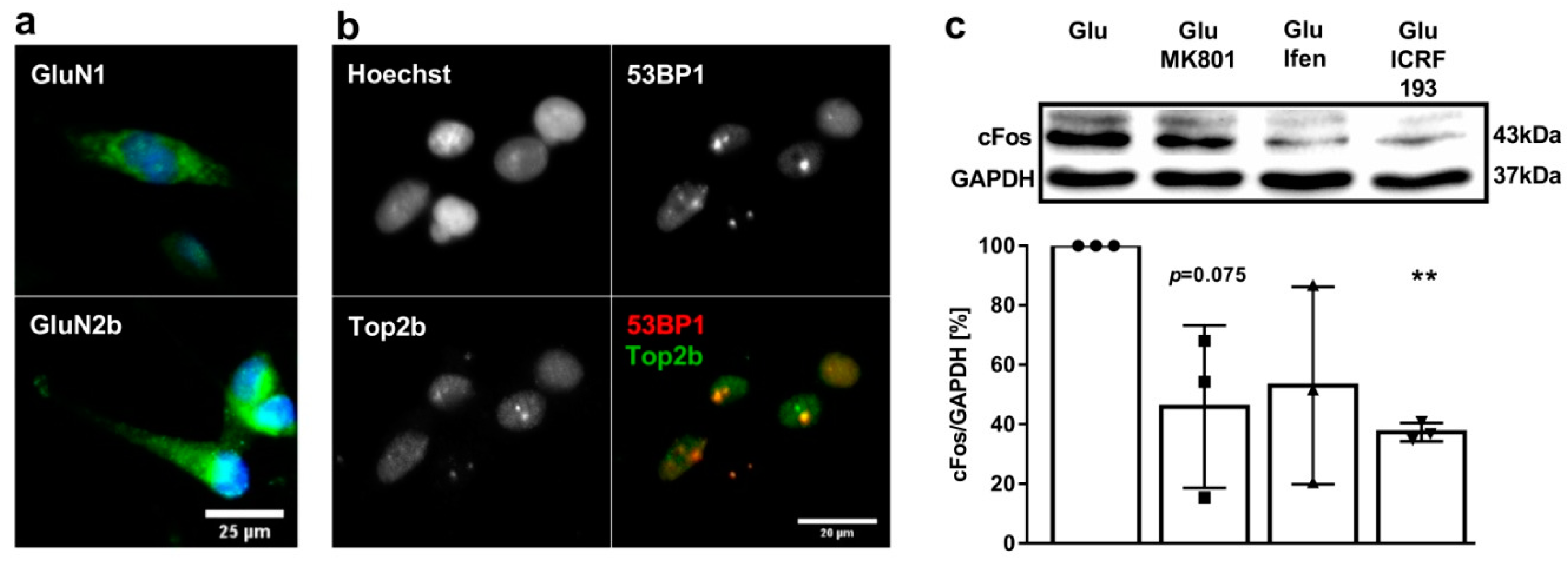 Cancers 11 00306 g004 Cancers 11 00306 g004