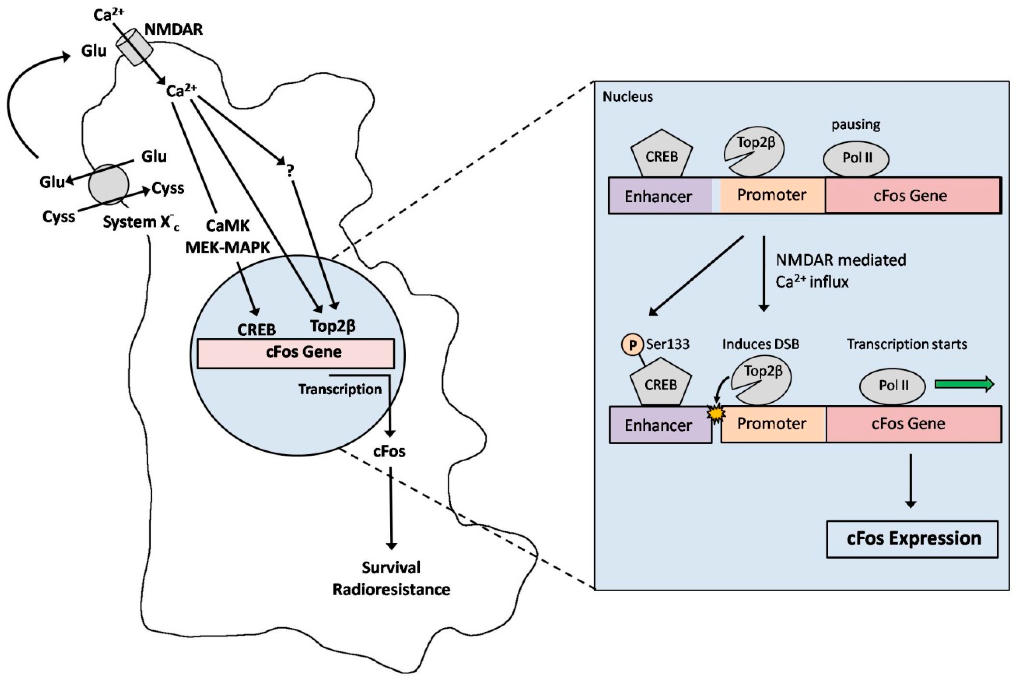 Cancers 11 00306 g005 Cancers 11 00306 g005
