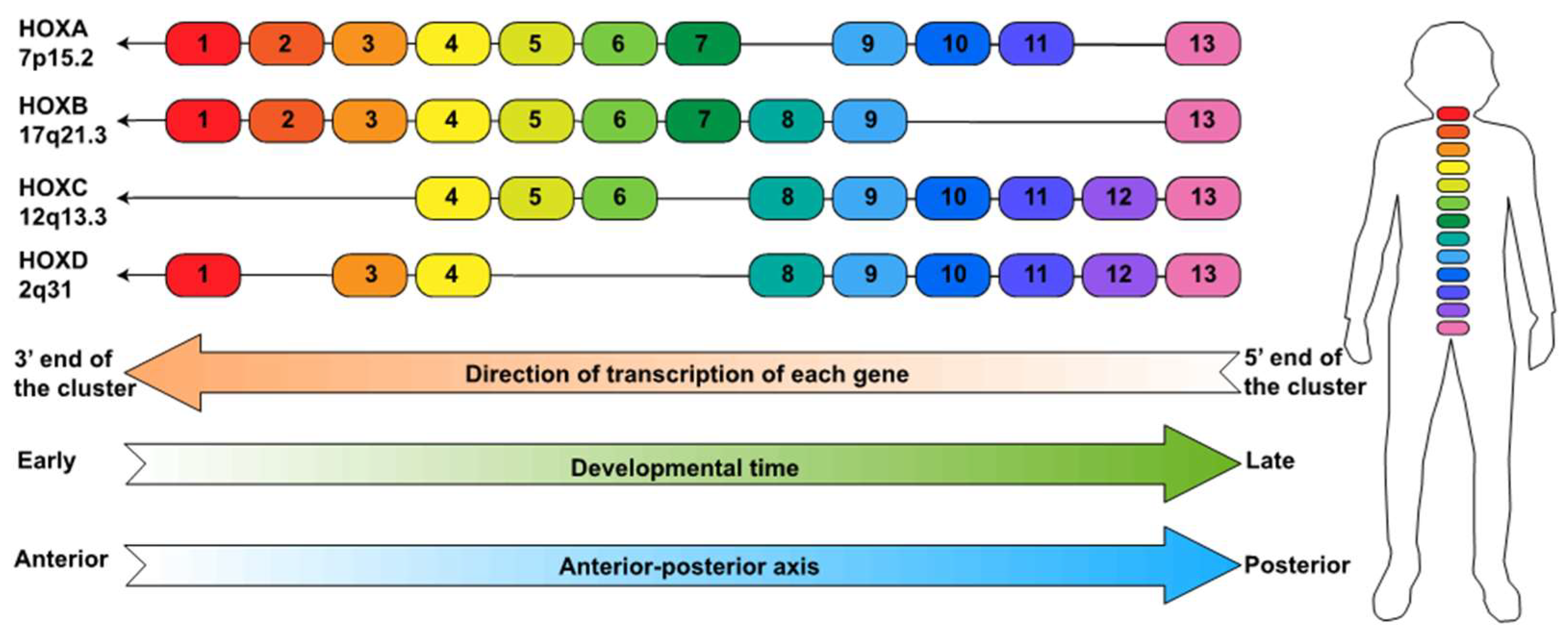 Cancers Free Full Text The Enigmatic Hox Genes Can We Crack Their Code Html
