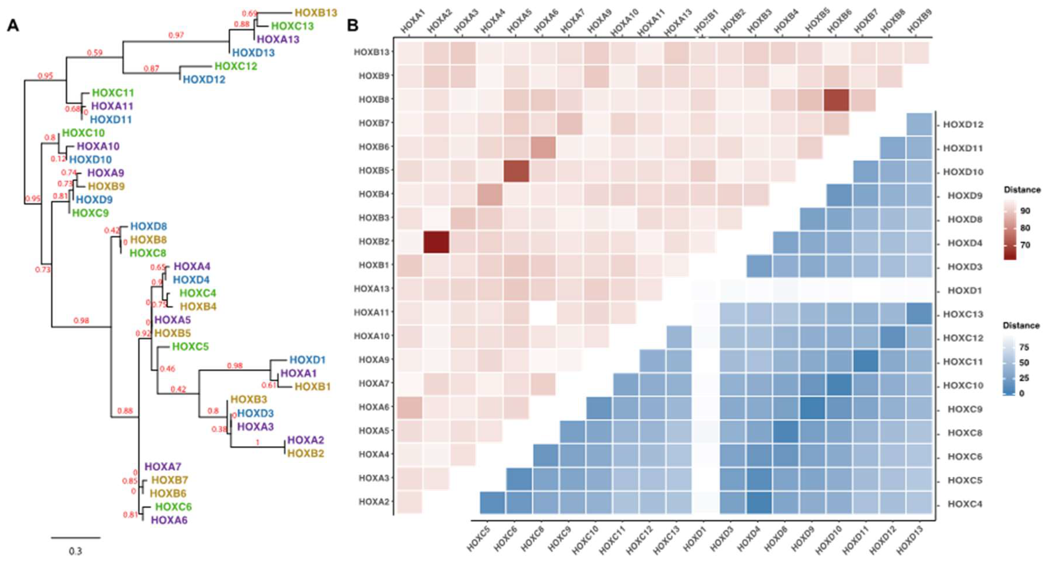 Enigmatic Chemical Tag Is Altered In >> Cancers Free Full Text The Enigmatic Hox Genes Can We Enigmatic Chemical Tag Is Altered In >> Cancers Free Full Text The Enigmatic Hox Genes Can We
