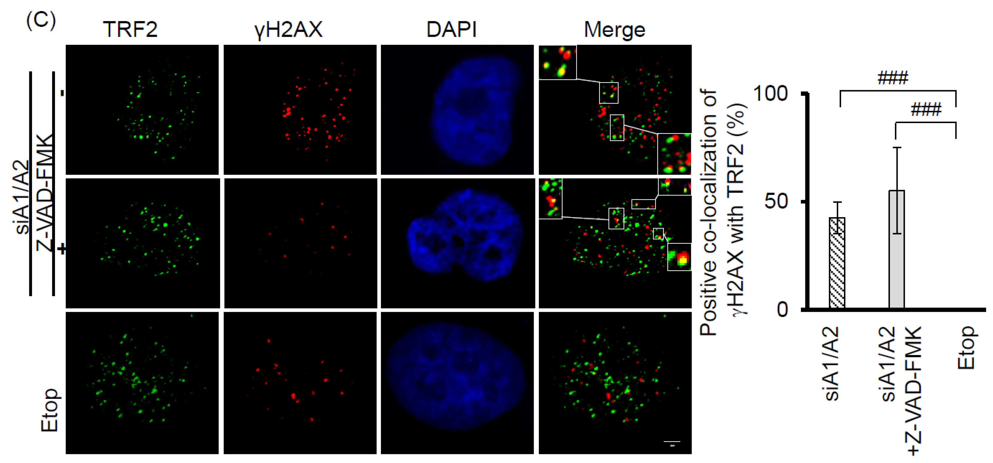 Cancers 11 00334 g003b